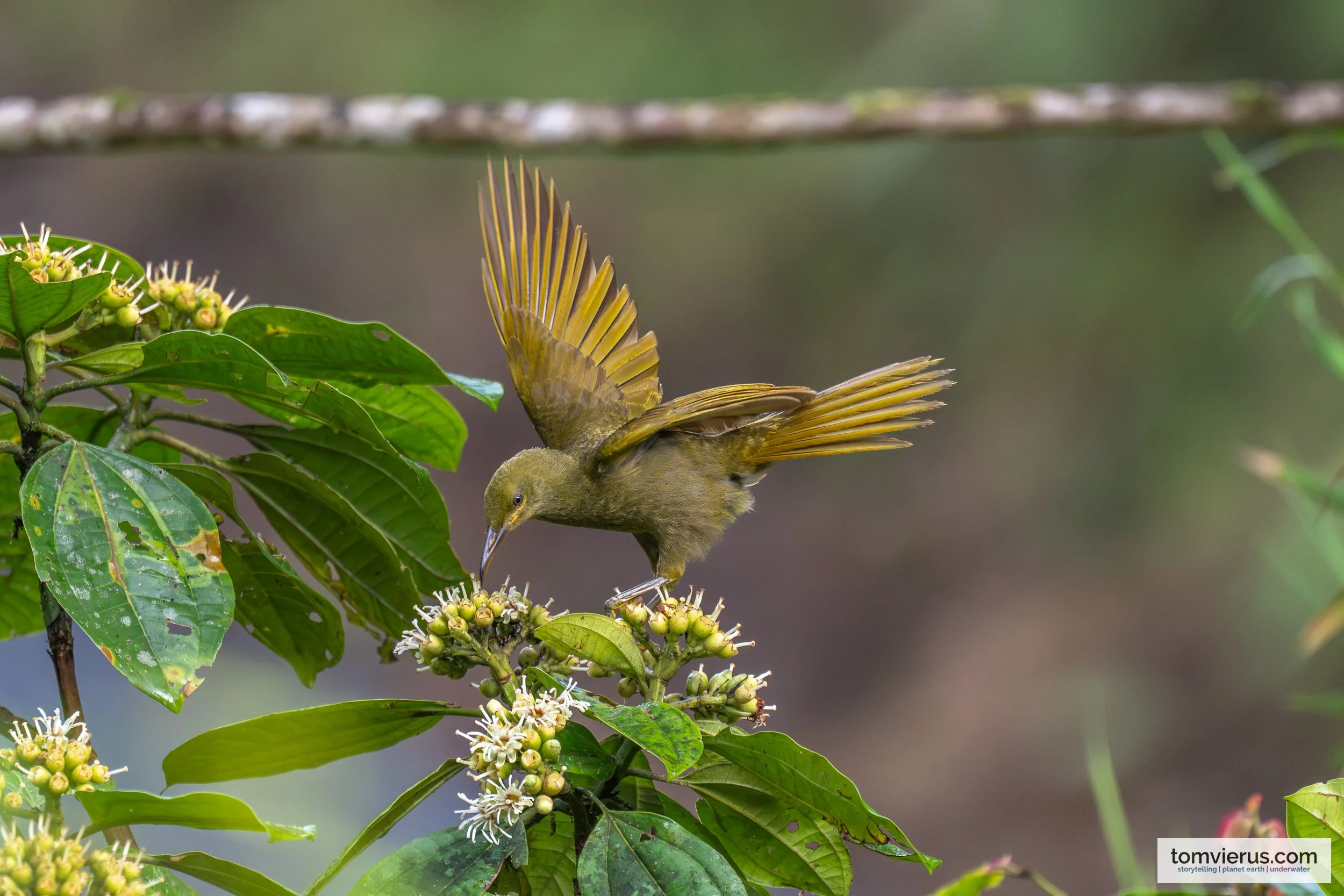 Duetting Giant Honeyeater with wings spread among clusters of white flowers in Namosi, Fiji.