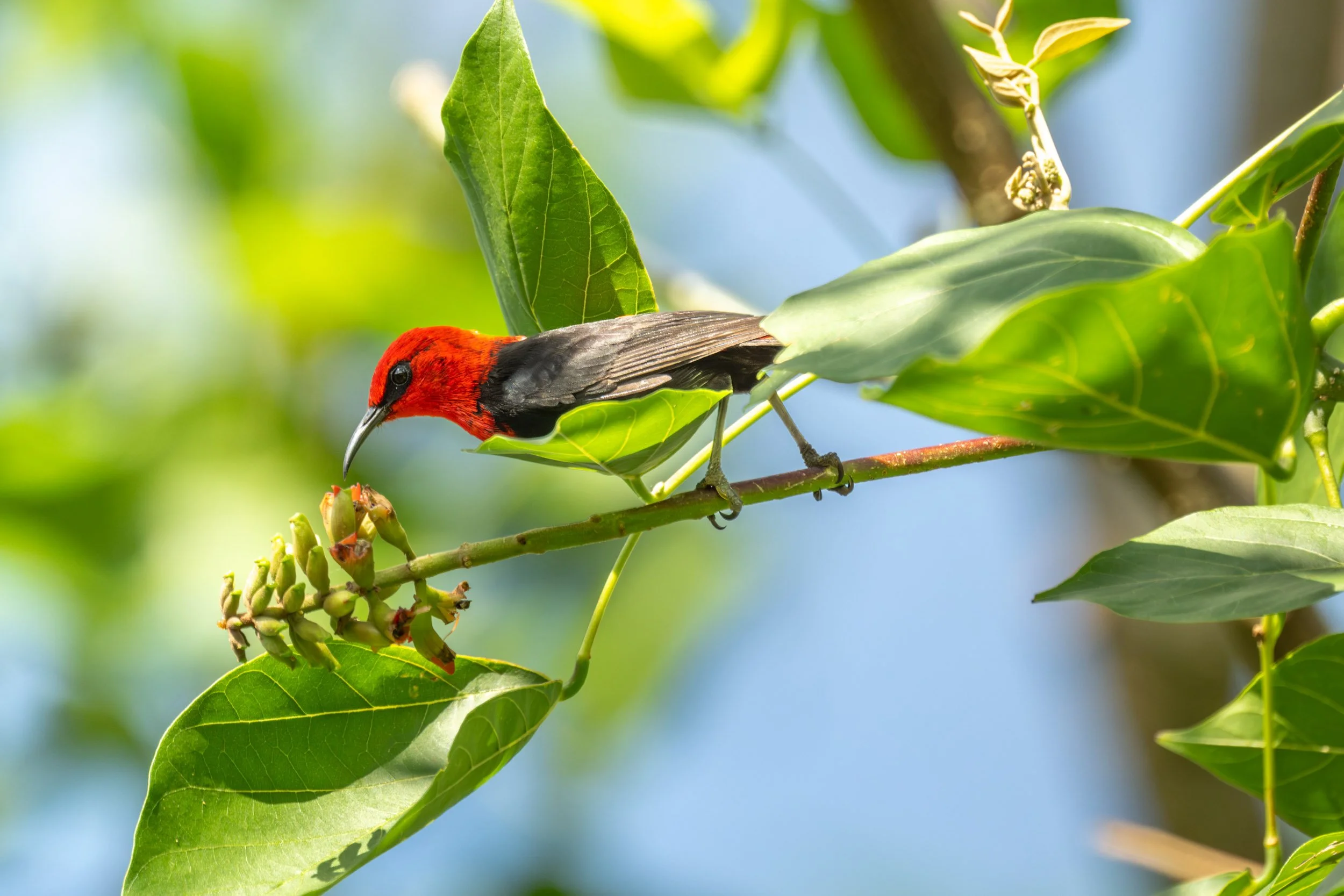Samoan Myzomela (Myzomela nigriventris) photographed on Upolu, Samoa.