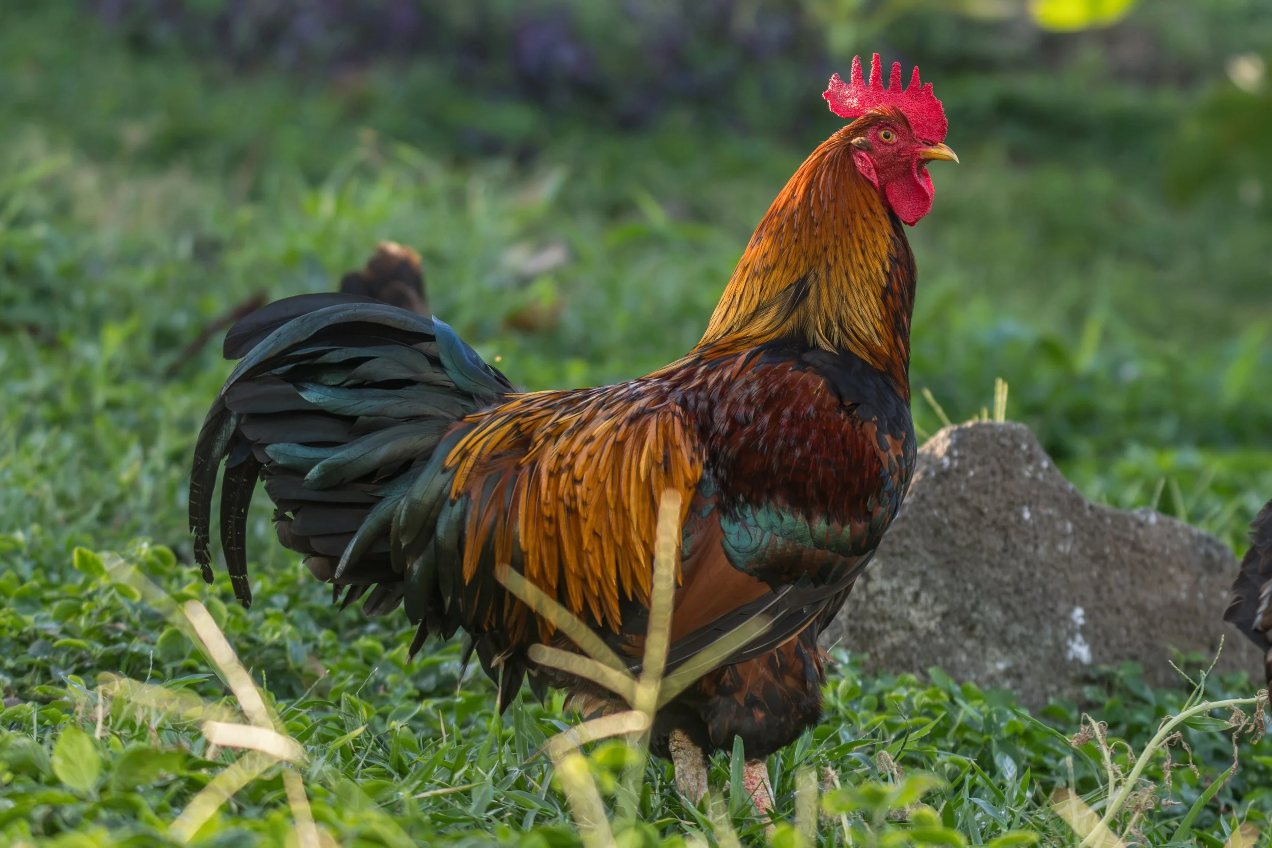 Red Junglefowl (Gallus gallus) photographed on Vanua Levu, Fiji. Domestic and free-ranging chickens are widespread throughout Fiji, particularly around villages, farms and other inhabited areas.