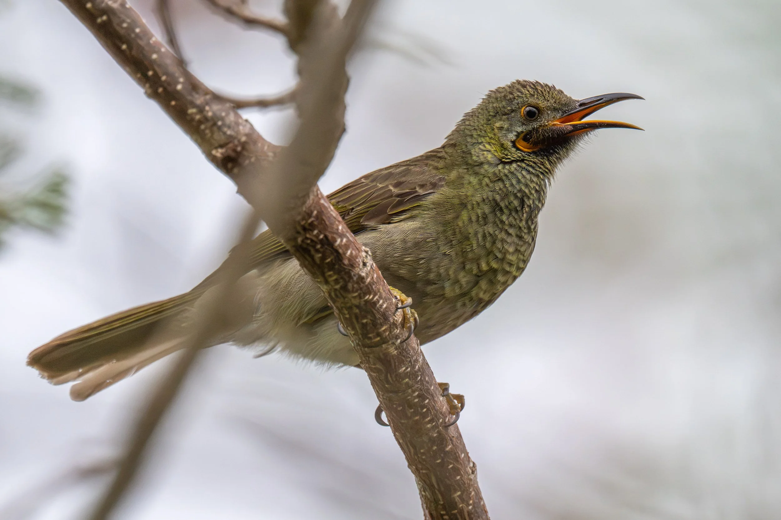 Kikau / Western Wattled-Honeyeater (Foulehaio procerior), an endemic bird of Fiji perched and singing in Suva, Viti Levu.