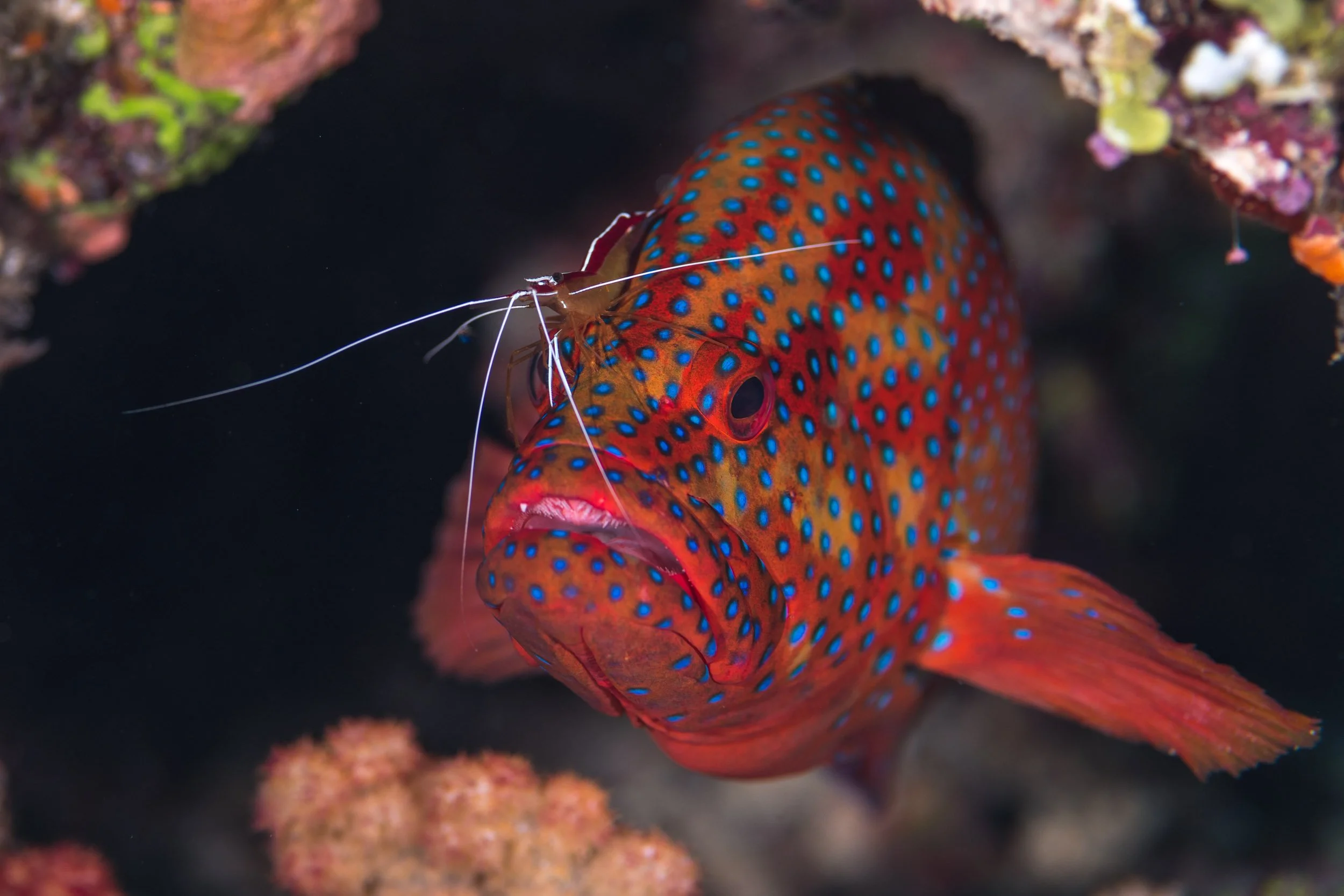 A Coral Grouper (Cephalopholis miniata) being cleaned by a shrimp inside a reef crevice in the Namena Marine Reserve, Fiji.