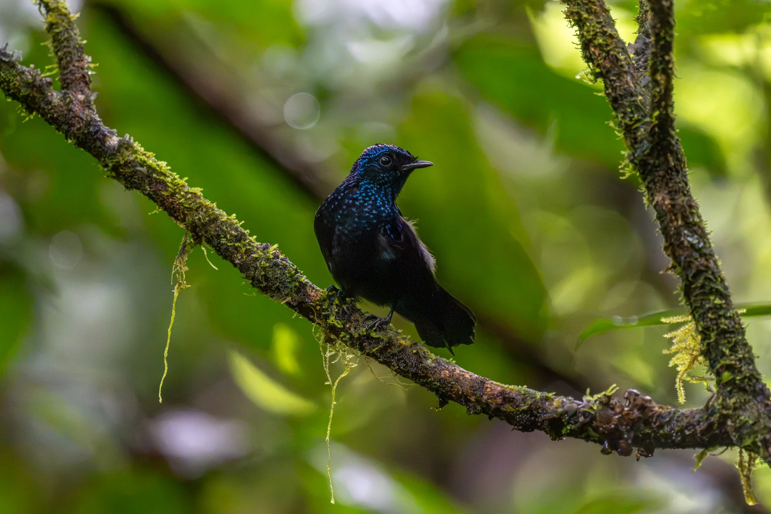Taveuni Silktail (Lamprolia victoriae) photographed in native forest on Taveuni, Fiji. Endemic to Taveuni, this distinctive forest bird has a very restricted global range and is one of Fiji’s most sought-after endemic birds.