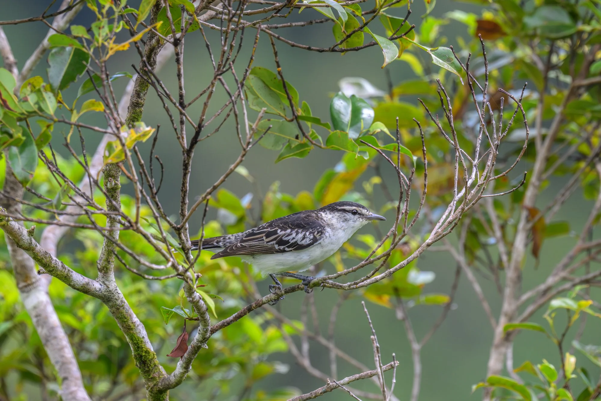 Birdlife International_Tom Vierus_Manumea Expedition-48.jpg