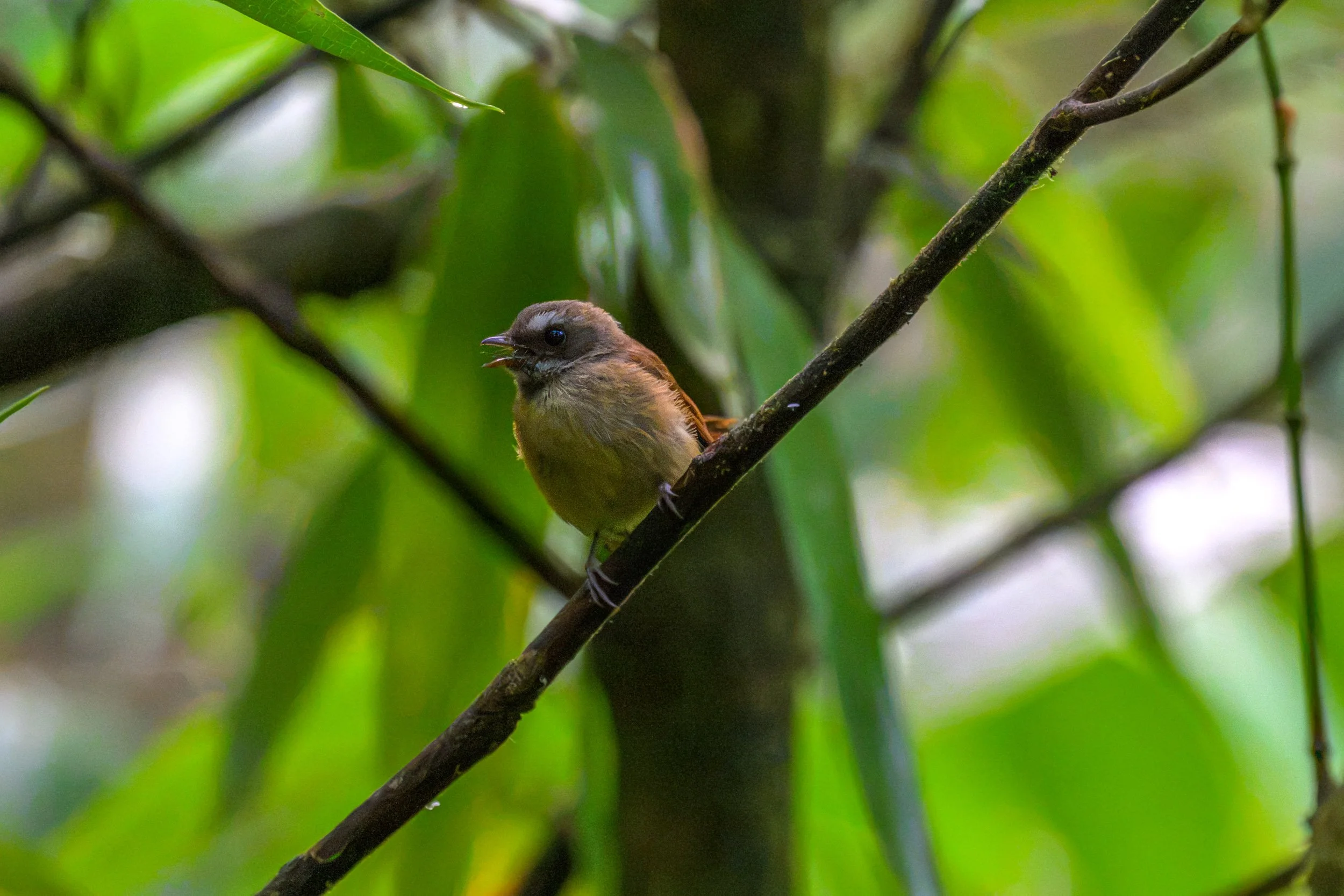 Bismarck Fantail (Rhipidura dahli) photographed in Pomio District, East New Britain, Papua New Guinea.