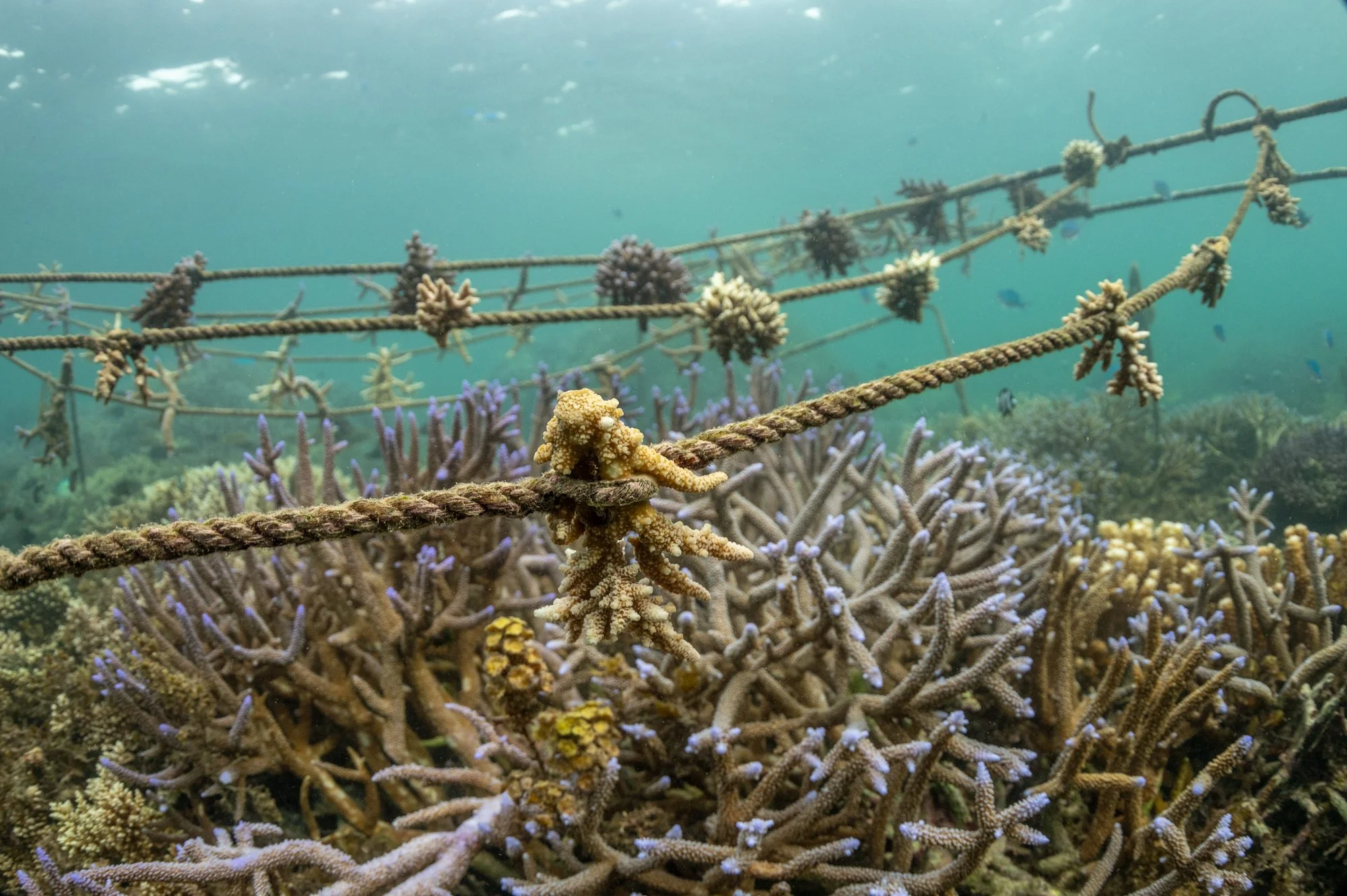 WWF- Australia_Tom Vierus_Moturiki Expedition-10.jpg