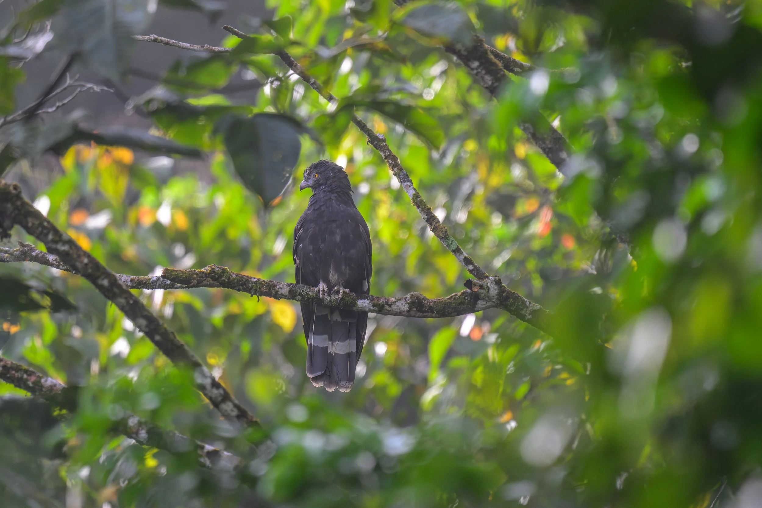 A New Britain Honey-buzzard (Henicopernis infuscatus) perched on a branch in inland Pomio, East New Britain, Papua New Guinea. Endemic to New Britain, the species is listed as Vulnerable on the IUCN Red List.