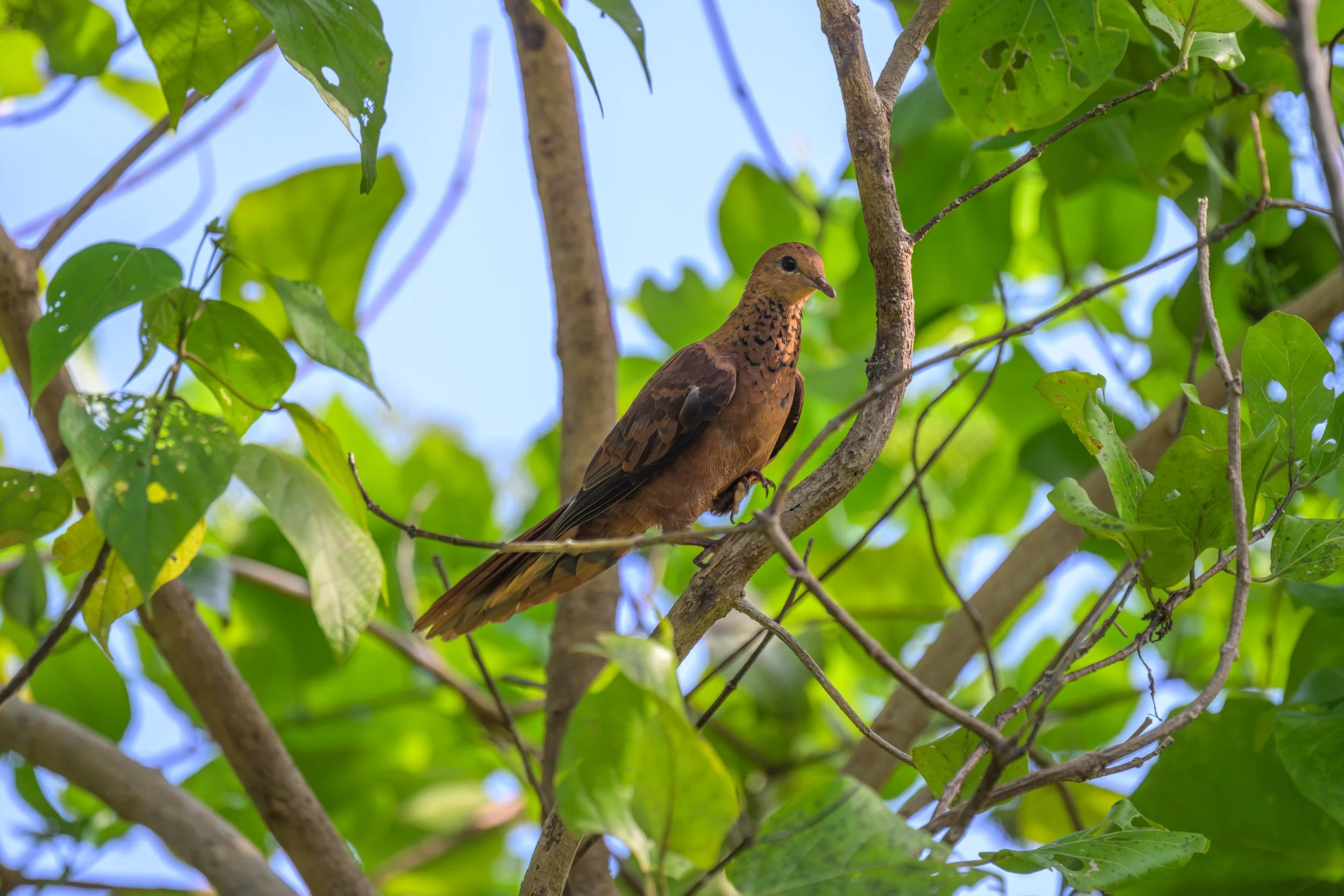 A Spot-breasted Cuckoo-Dove (Macropygia mackinlayi arossi), also known as MacKinlay’s Cuckoo-Dove, perched on Mussau Island, Papua New Guinea.