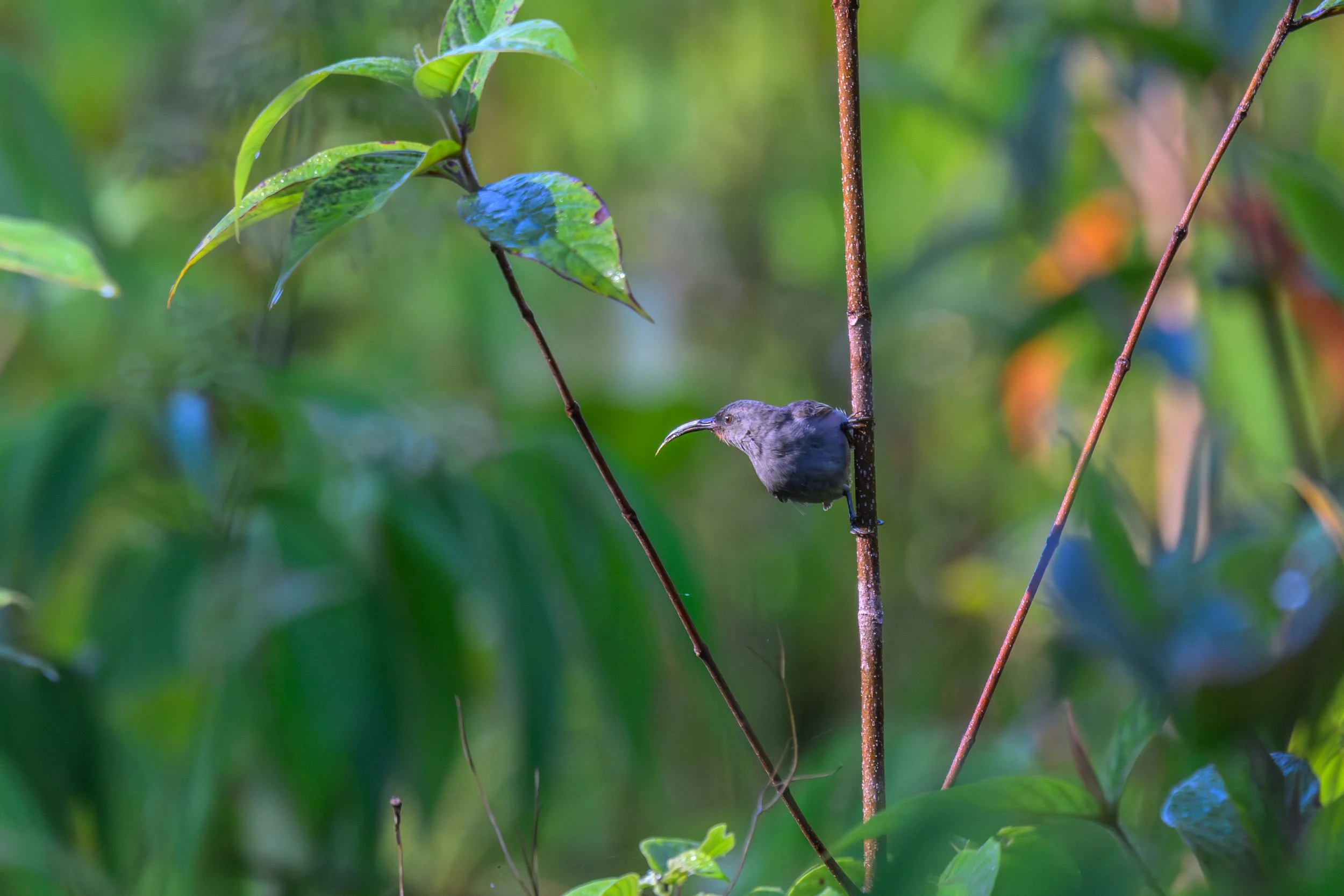 An Ashy Myzomela (Myzomela cineracea) perched on a low branch in inland Pomio, East New Britain, Papua New Guinea. Endemic to the Bismarck Archipelago, the species is restricted to New Britain and Umboi Island.