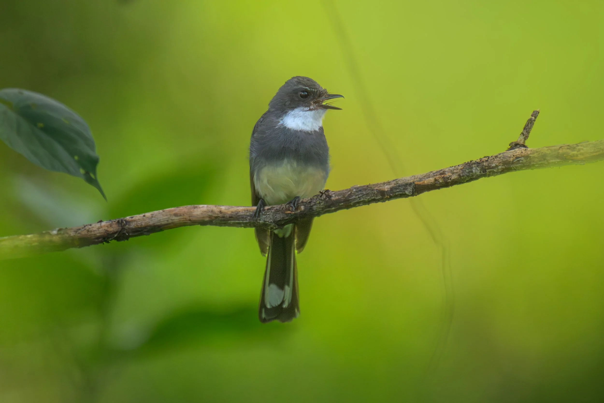 A Northern Fantail (Rhipidura rufiventris finschii) perched in inland Pomio, East New Britain, Papua New Guinea.