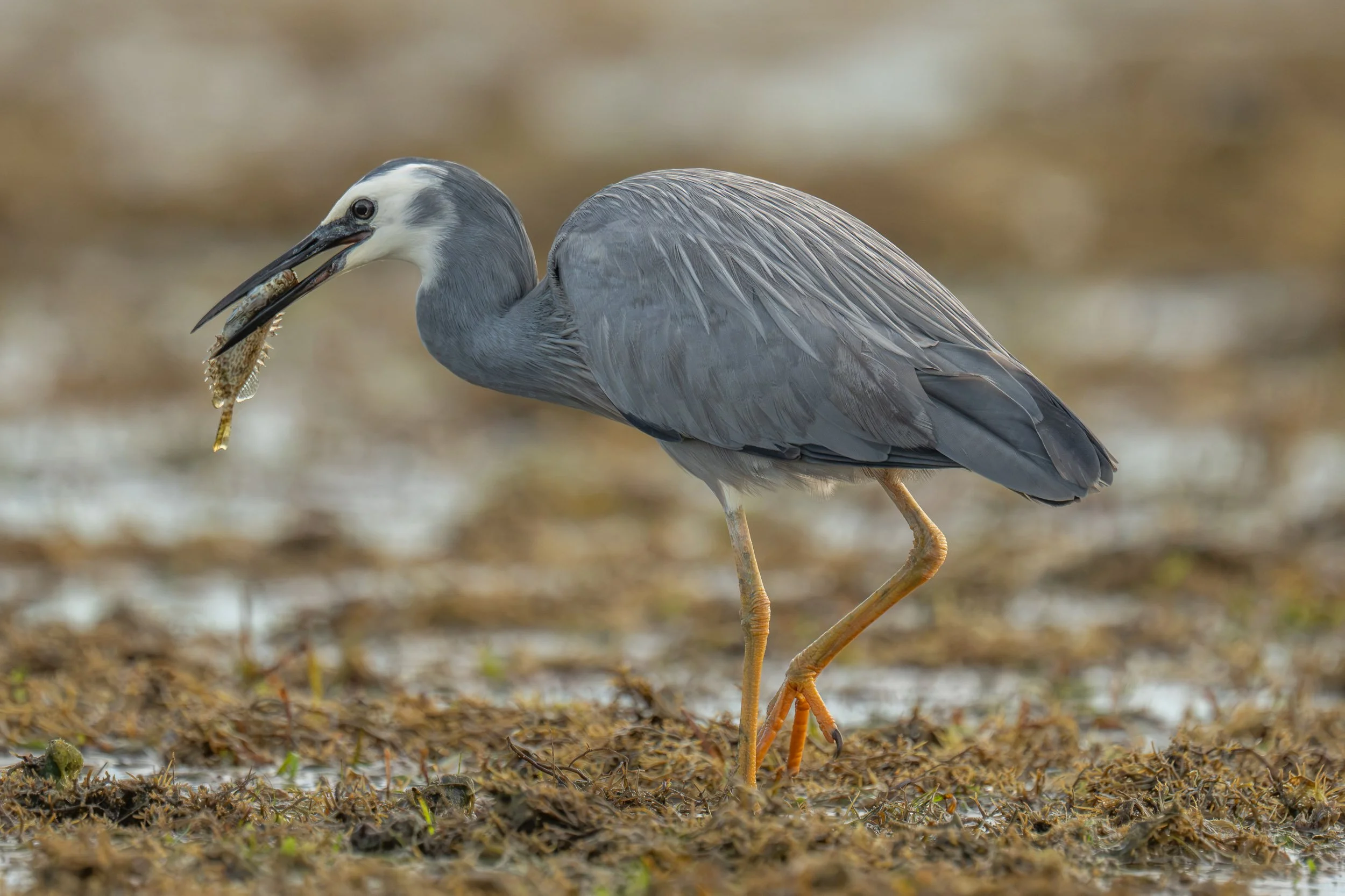 White-faced Heron (Egretta novaehollandiae) feeding on a fish along the Suva foreshore, Fiji, a native coastal and wetland bird commonly seen hunting in shallow water.