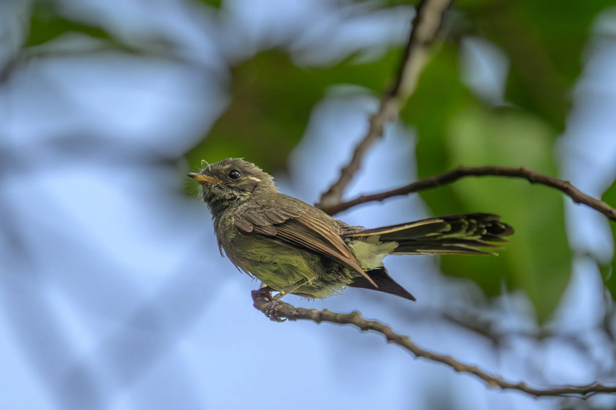 Birdlife International_Tom Vierus_Manumea Expedition-33.jpg