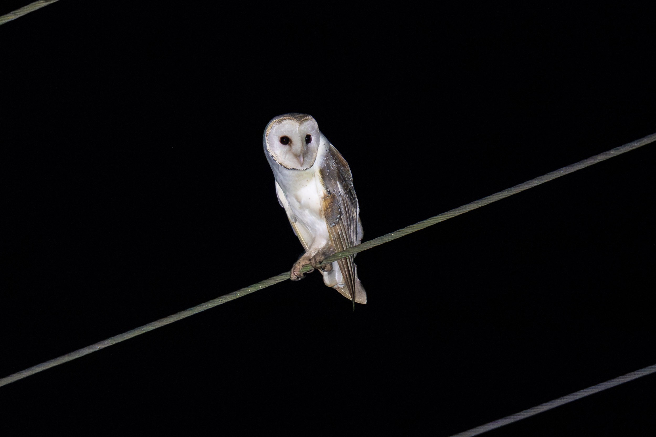 Eastern Barn Owl (Tyto javanica) perched on an electricity line on Taveuni, Fiji.