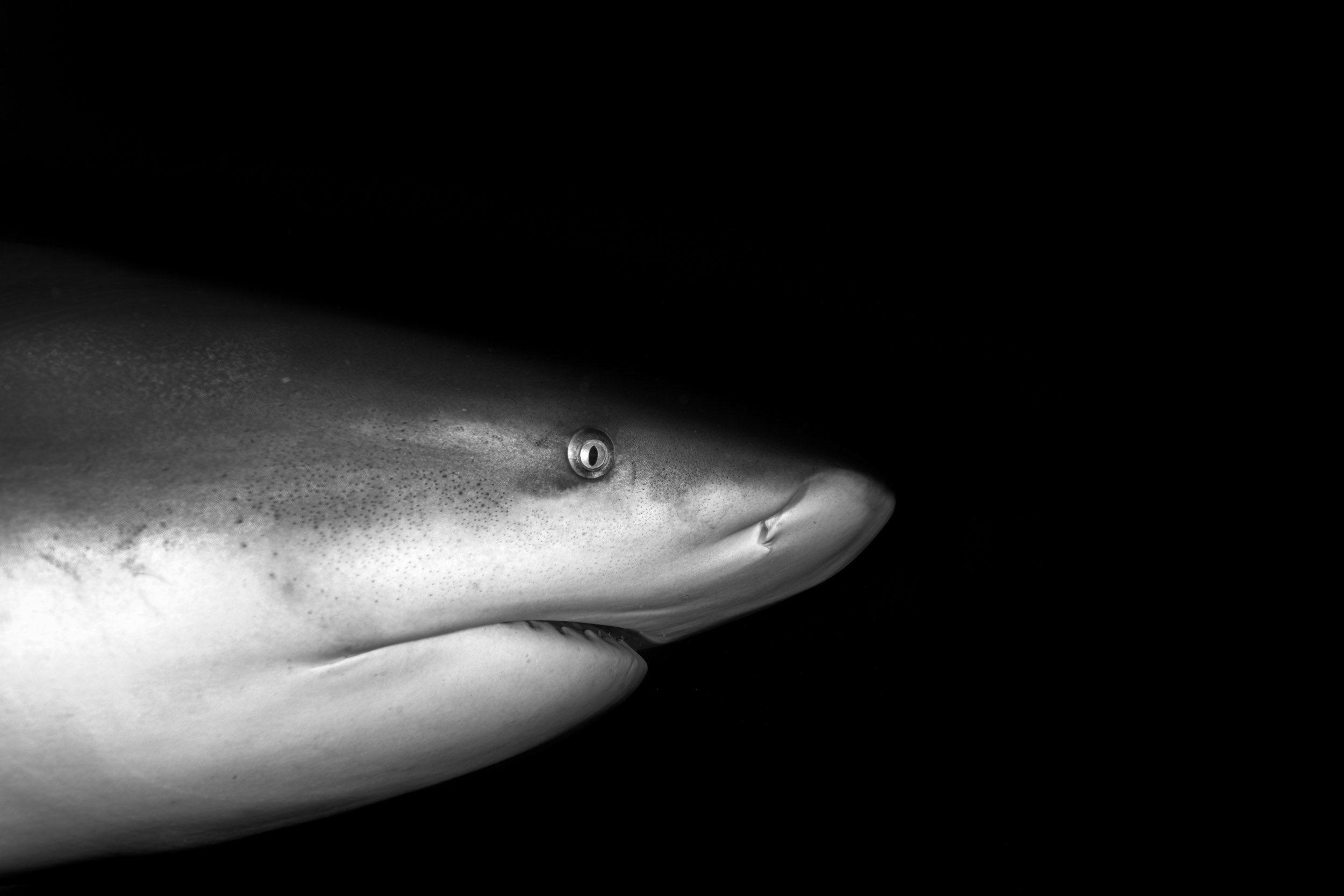 A large Bull Shark (Carcharhinus leucas) passes through the Shark Reef Marine Reserve at a depth of 30 metres. The species is listed as Vulnerable on the IUCN Red List.