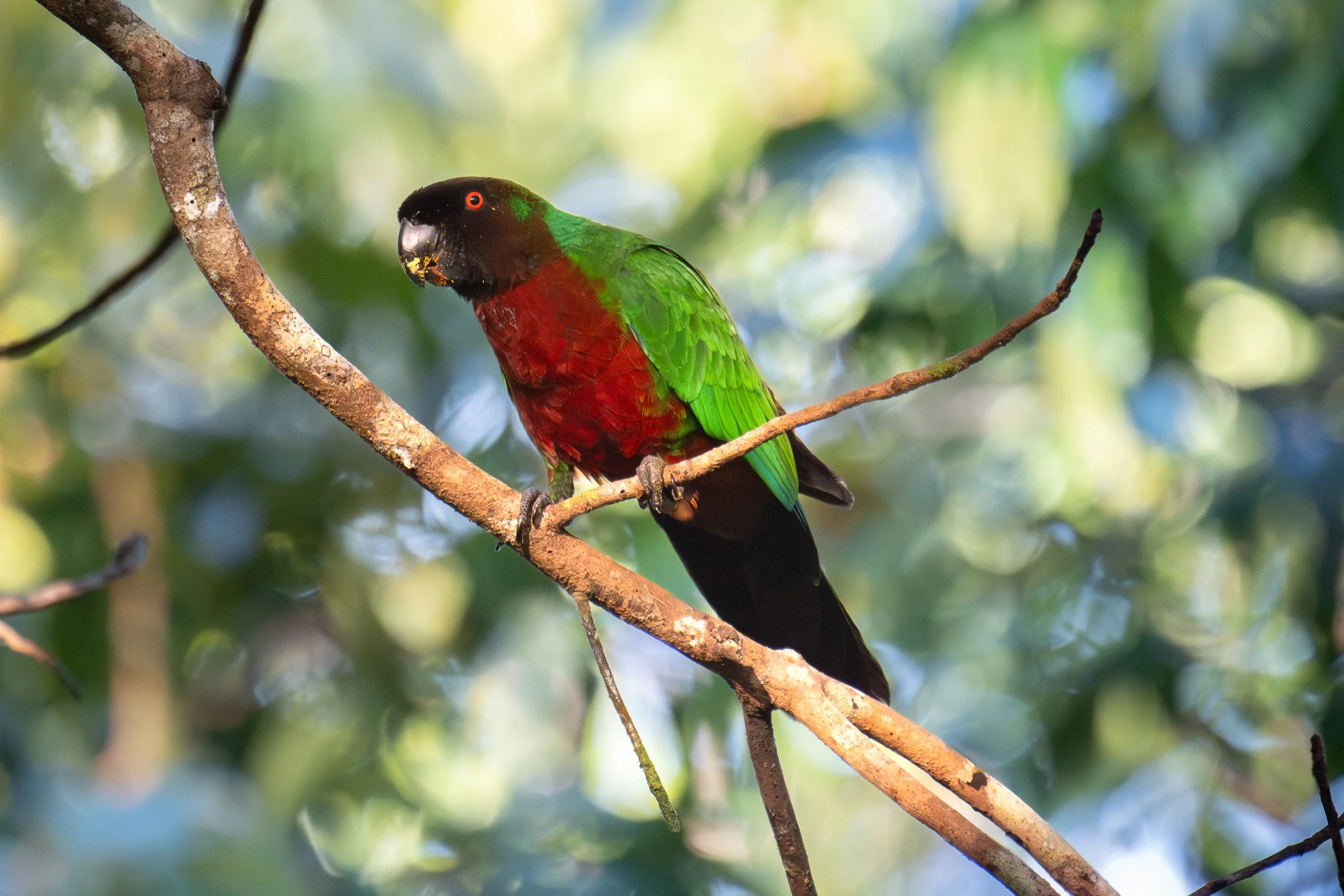 Suspected hybrid between a masked and red shining-parrot in Colo-i-Suva Forest Park, Fiji.