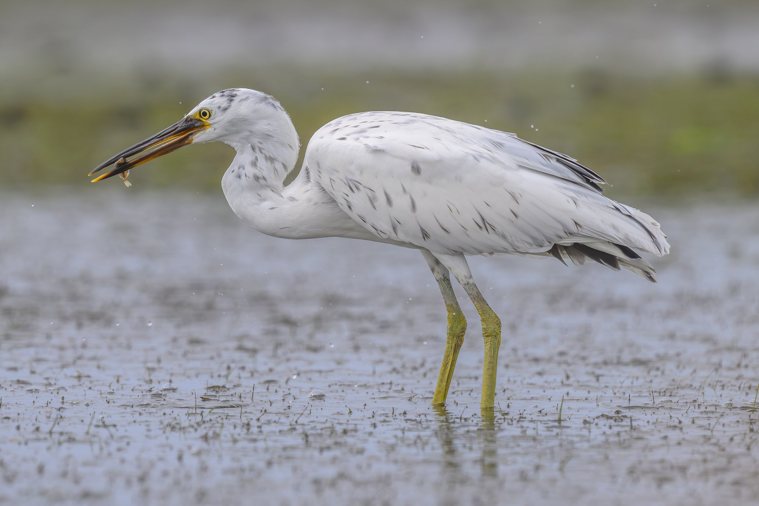 Pacific Reef-Heron (Egretta sacra) in white morph, fishing along the Suva foreshore on Viti Levu, Fiji.