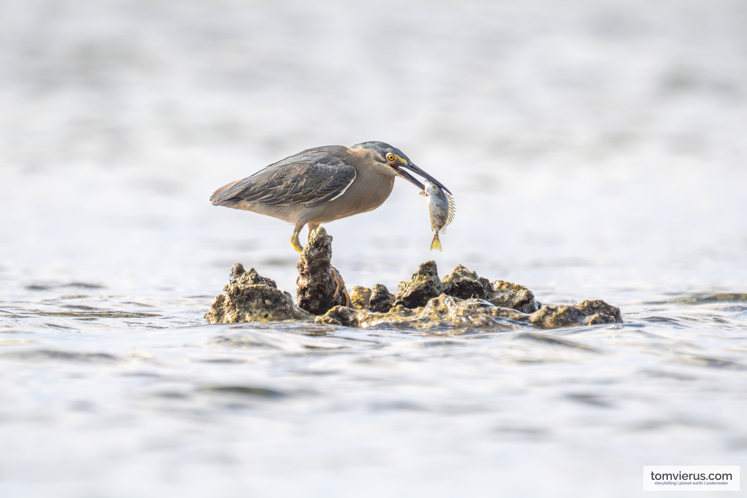 A small Striated Heron crouched low on a coastal rock with a small fish clamped firmly in its sharp bill.