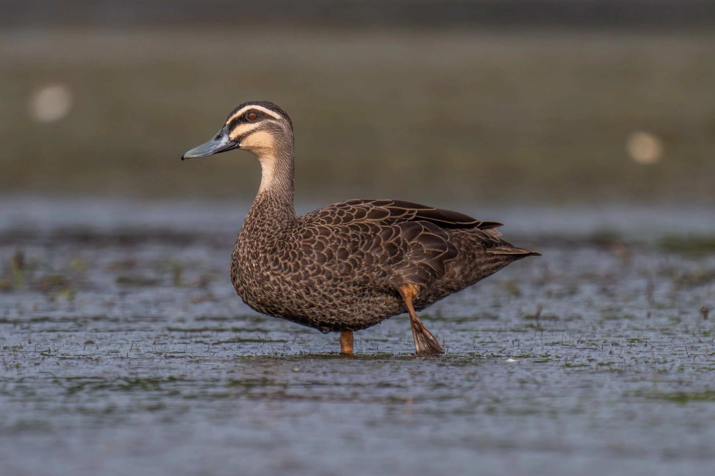 Pacific Black Duck (Anas superciliosa) wading through shallow wetland habitat in Fiji.