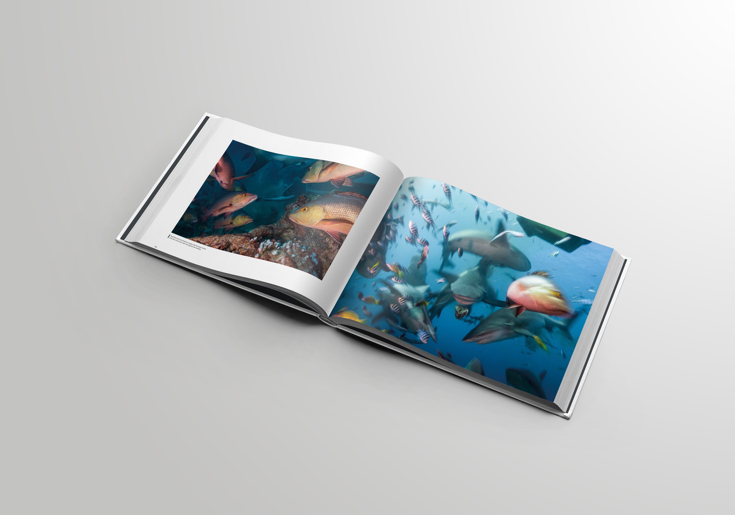 The Shark Reef Marine Reserve Book Inside Pages