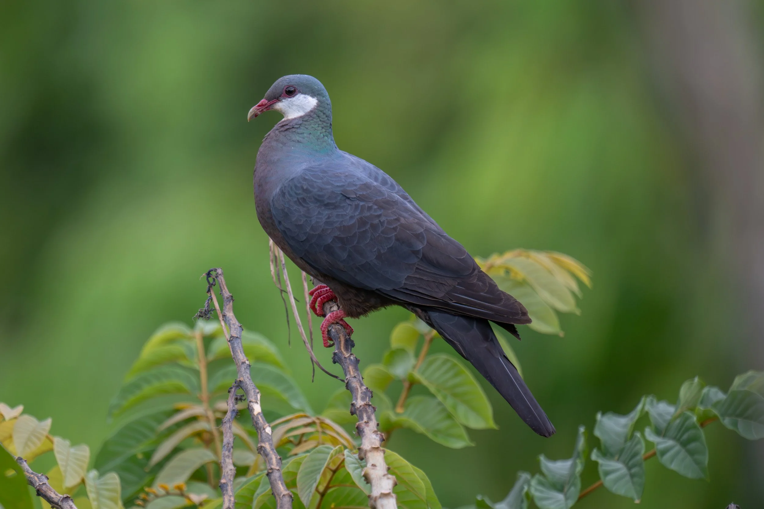 White-throated pigeon in Naitasiri on Viti Levu, Fiji.