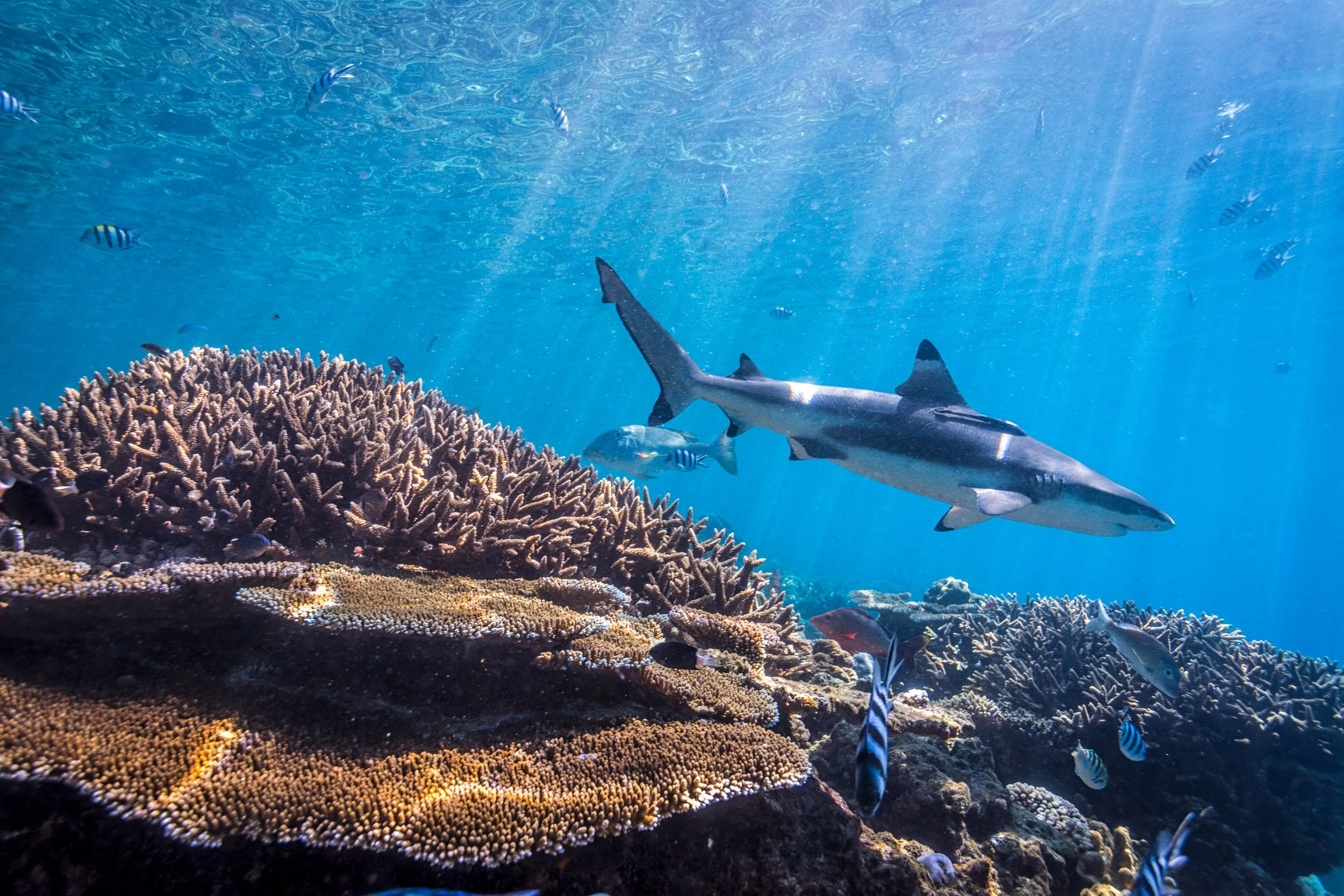 A Blacktip Reef Shark (Carcharhinus melanopterus) cruising the shallow waters of Shark Reef Marine Reserve, Fiji. The species is listed as Vulnerable on the IUCN Red List.