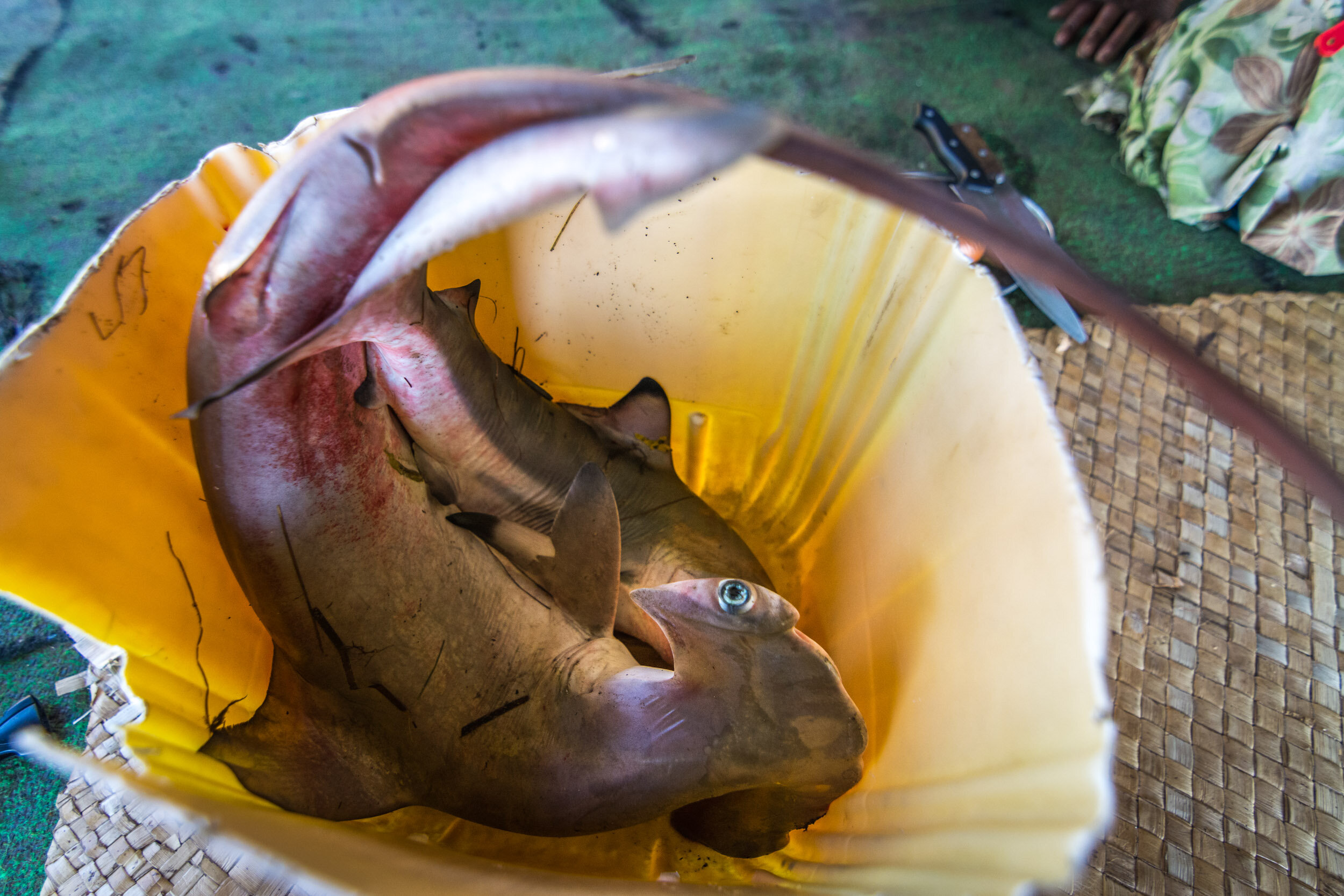 TOM_3272-BearbeitetShark Research in Fiji_.jpg