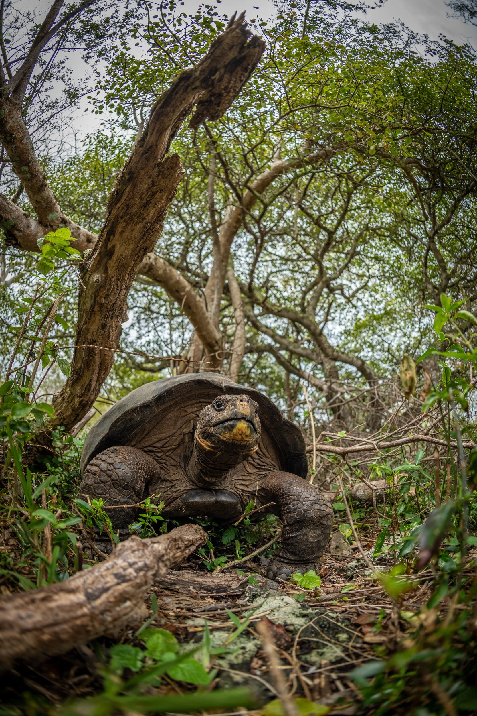 A San Cristóbal Giant Tortoise (Chelonoidis chathamensis) at the Galapaguera de Cerro Colorado breeding centre, Galápagos. The species is listed as Endangered.