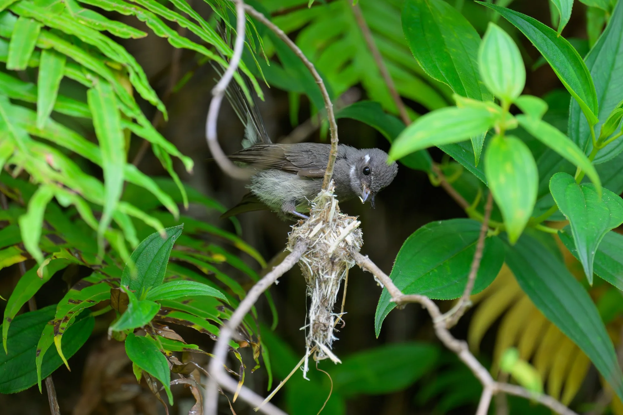Birdlife International_Tom Vierus_Manumea Expedition-10.jpg