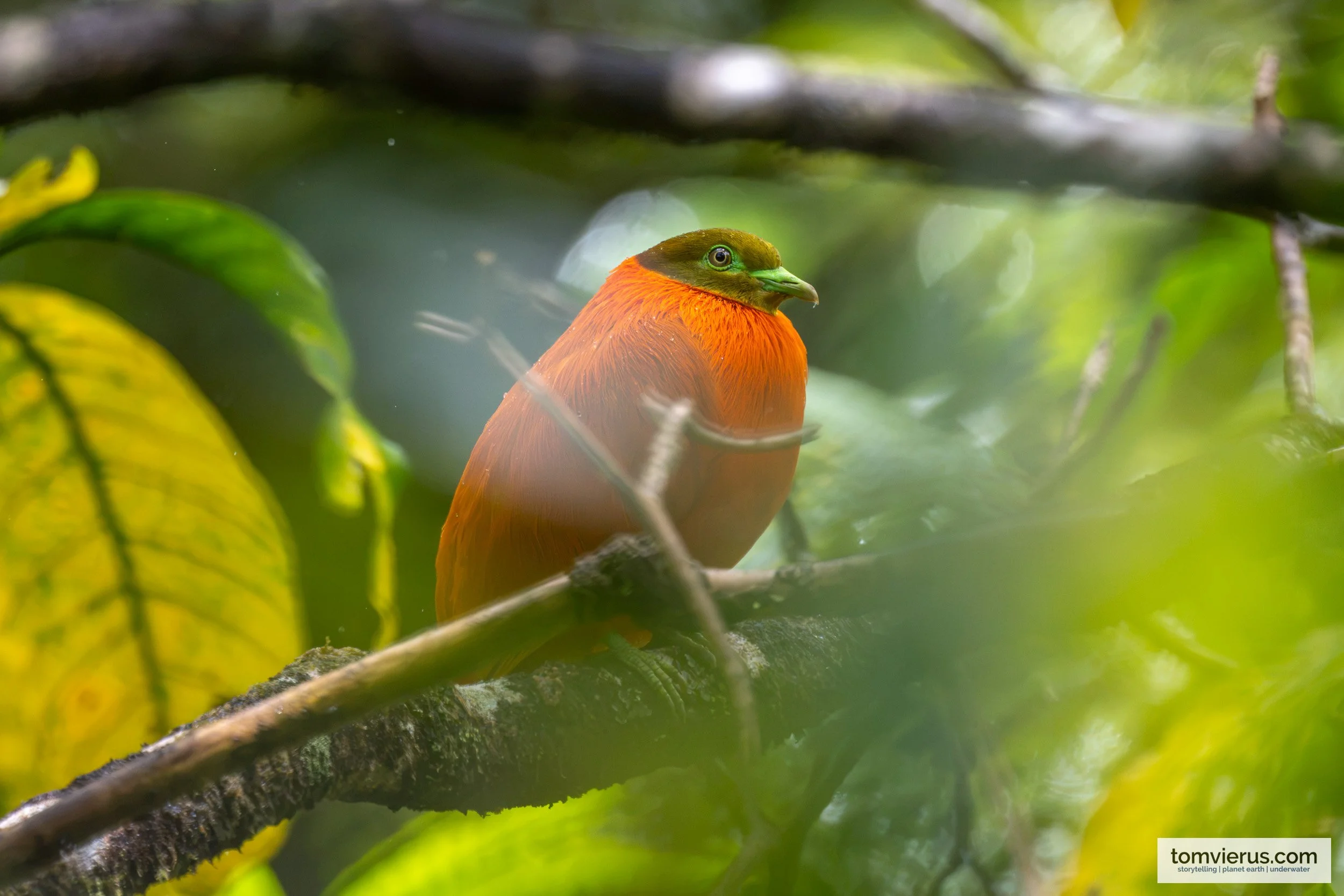 A male Orange Dove showing off its brilliant tangerine plumage amid dense green leaves in Taveuni.