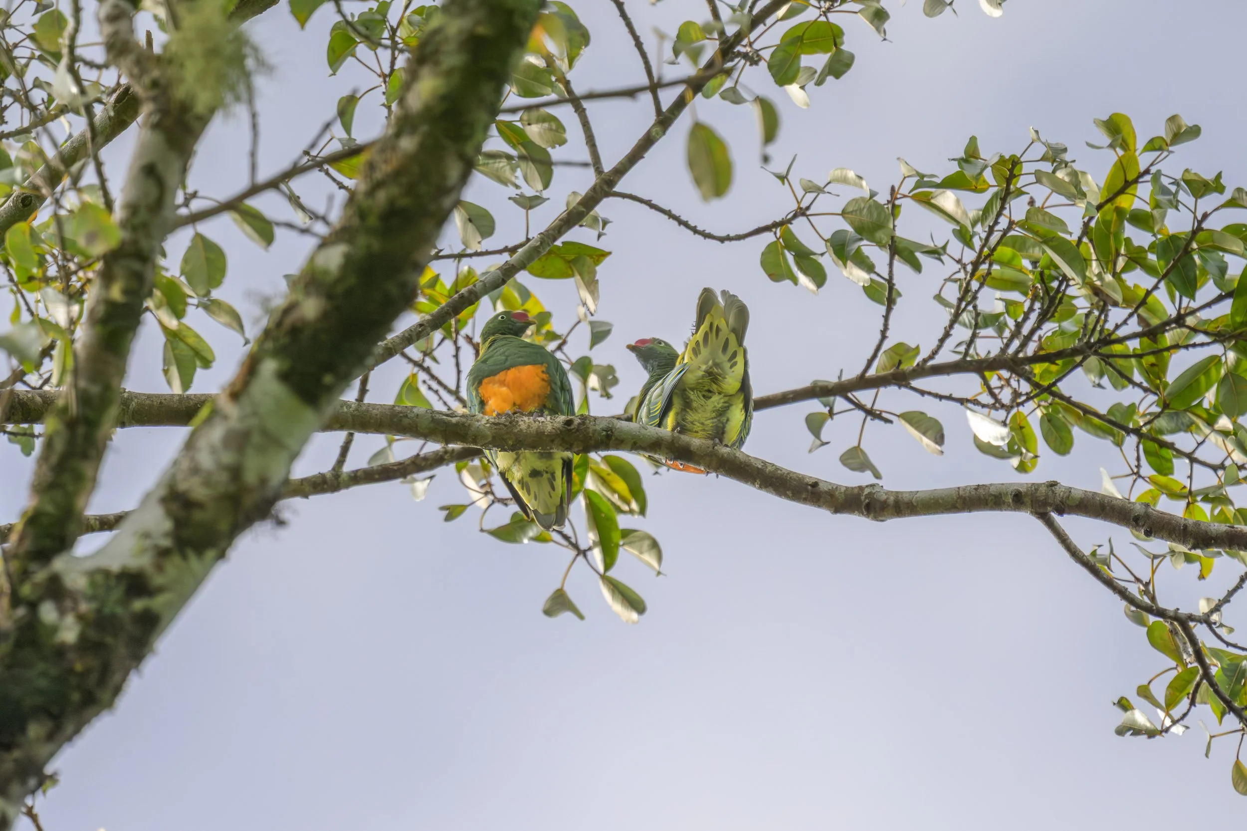 Two Knobbed Fruit-Doves (Ptilinopus insolitus) perched on a branch in inland Pomio, East New Britain, Papua New Guinea. Endemic to the Bismarck Archipelago, the species inhabits lowland and hill forests and feeds primarily on fruit. 
