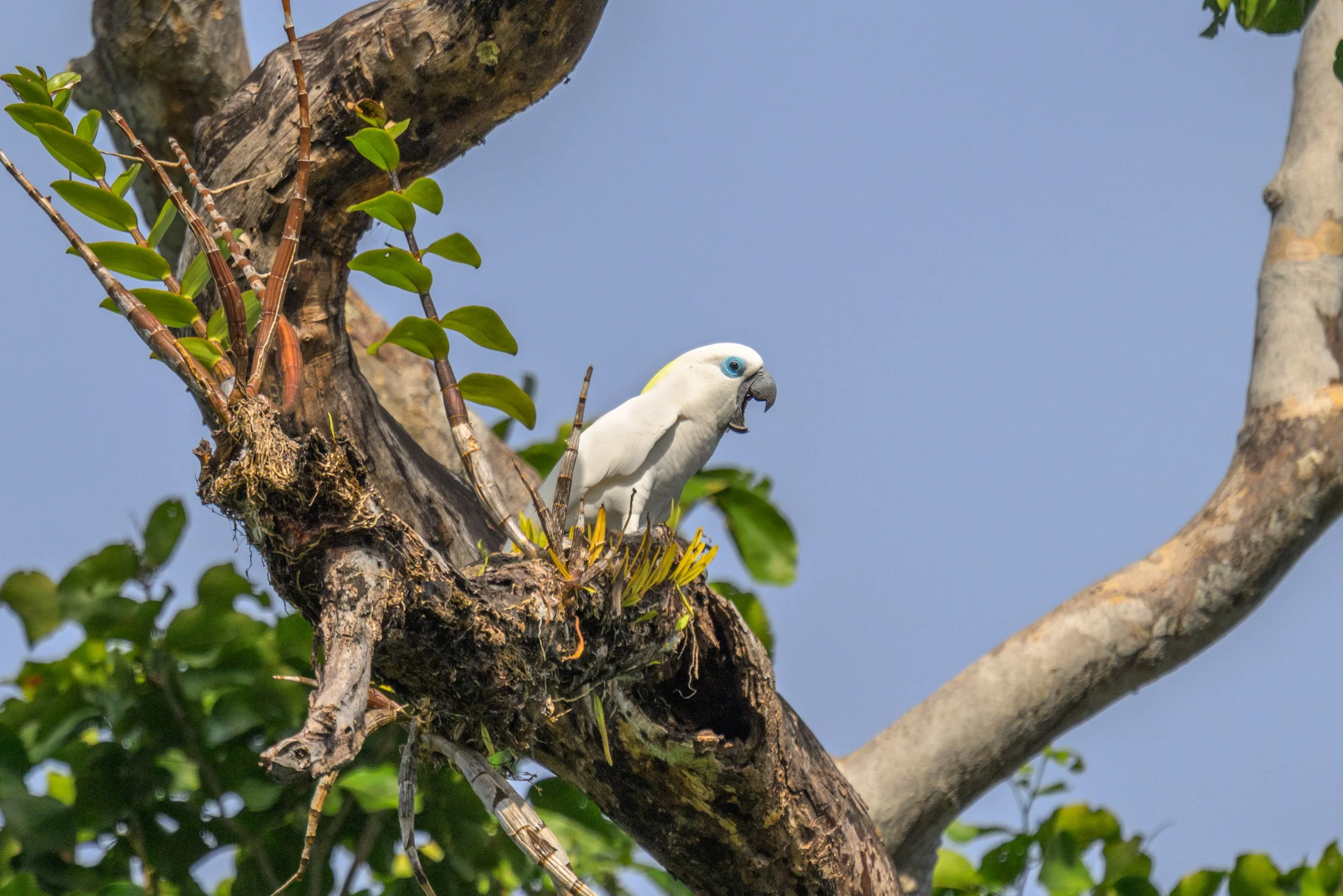 A Blue-eyed Cockatoo (Cacatua ophthalmica) perched near Pomio, East New Britain, Papua New Guinea. Endemic to New Britain in the Bismarck Archipelago, the species is listed as Vulnerable on the IUCN Red List.