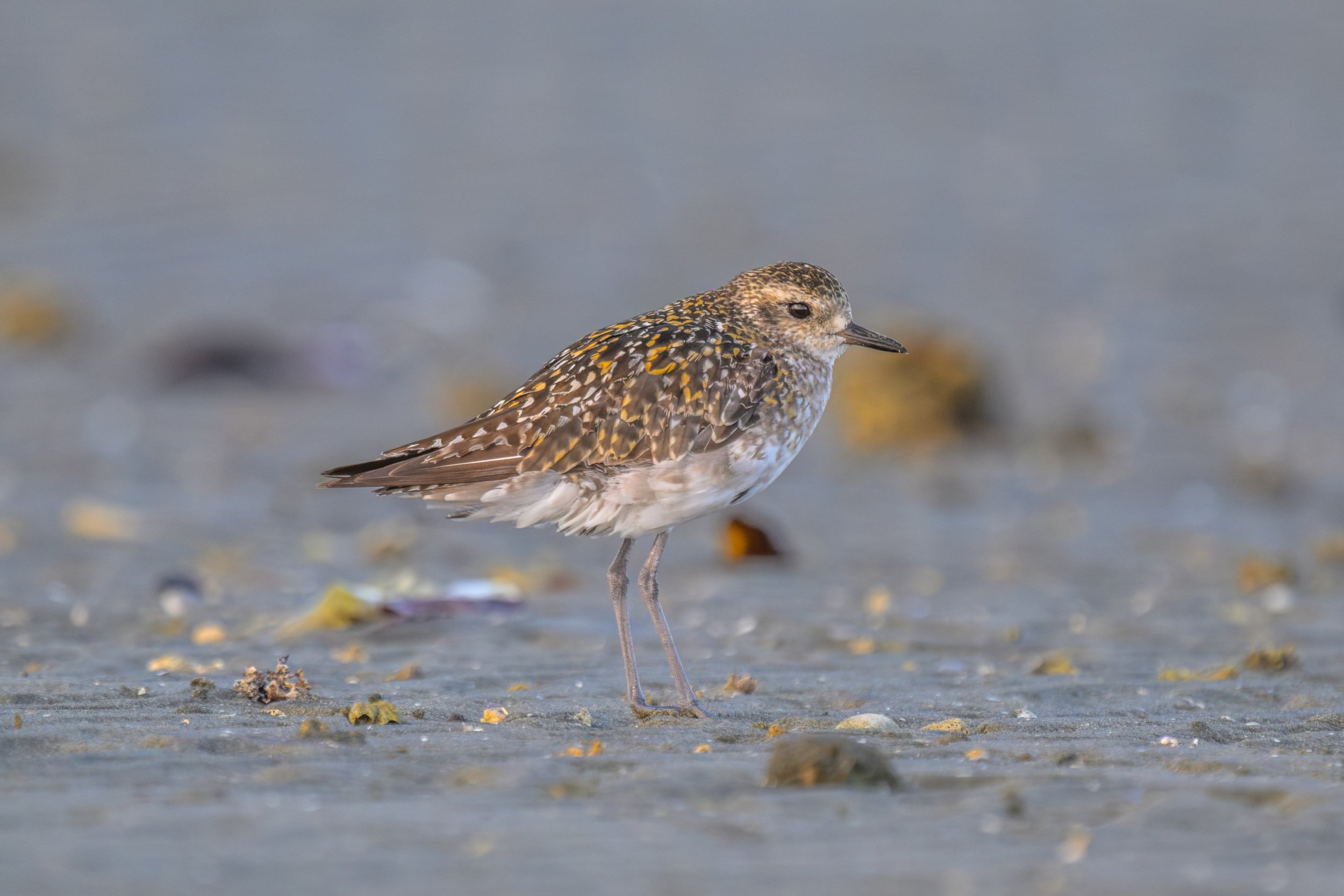 Pacific Golden-Plover (Pluvialis fulva) photographed along the Suva foreshore on Viti Levu, Fiji.