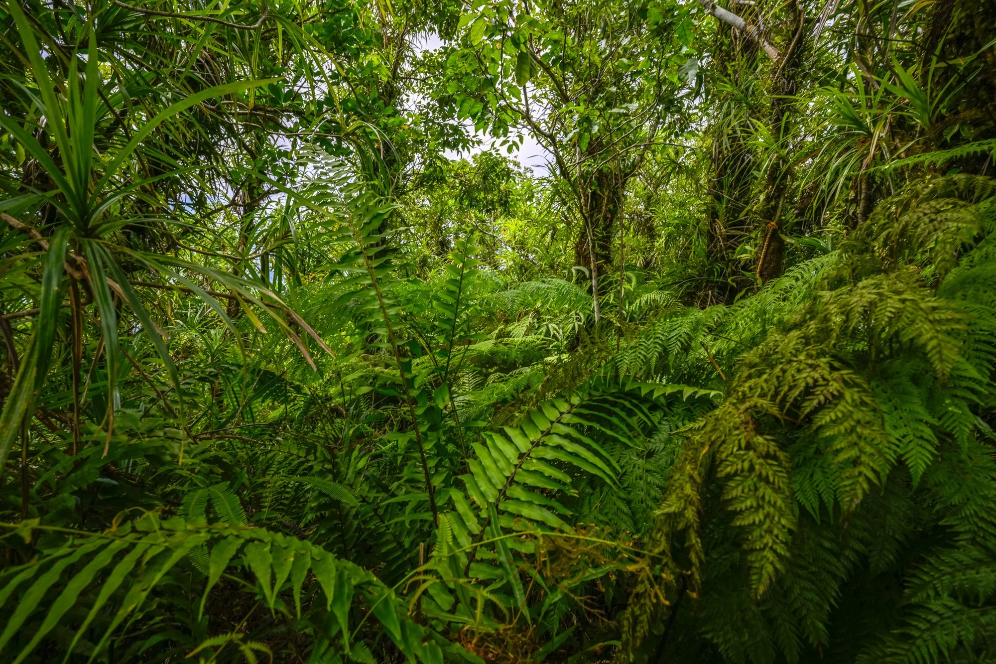 Birdlife International_Tom Vierus_Manumea Expedition-56.jpg