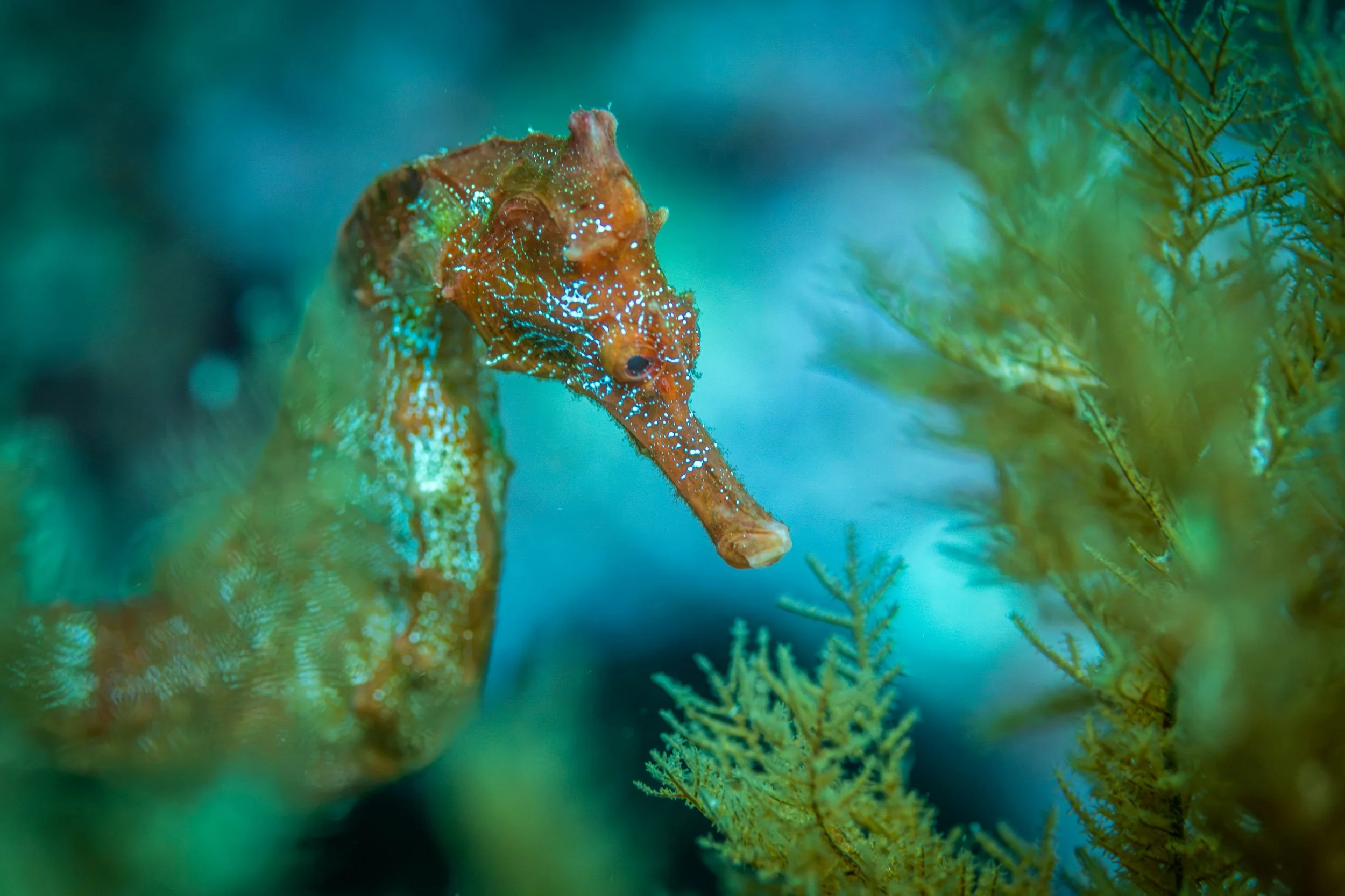 A Giant Seahorse (Hippocampus ingens) encountered at a depth of approximately 22 metres off Santiago Island in the Galápagos Archipelago.