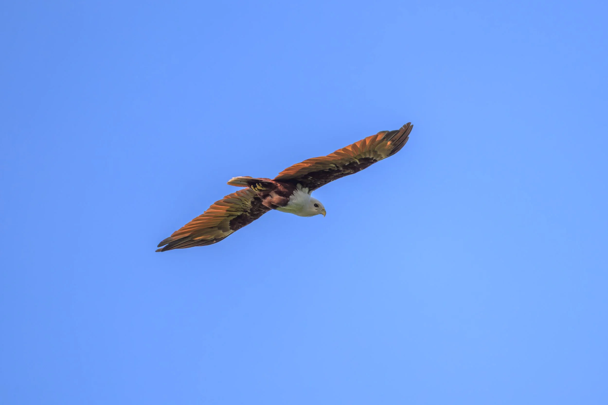 An adult Brahminy Kite (Haliastur indus girrenera) in flight over Mussau Island, Papua New Guinea.