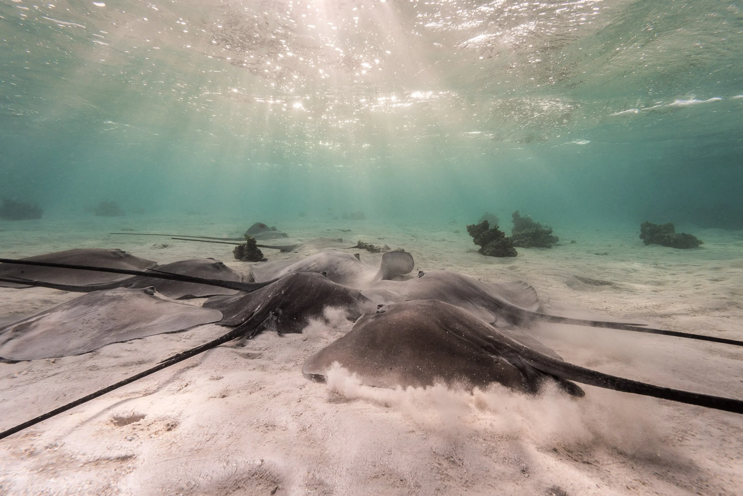 A group of Pink Whiprays (Pateobatis fai) gathered over a shallow sandy area off Moorea, French Polynesia.