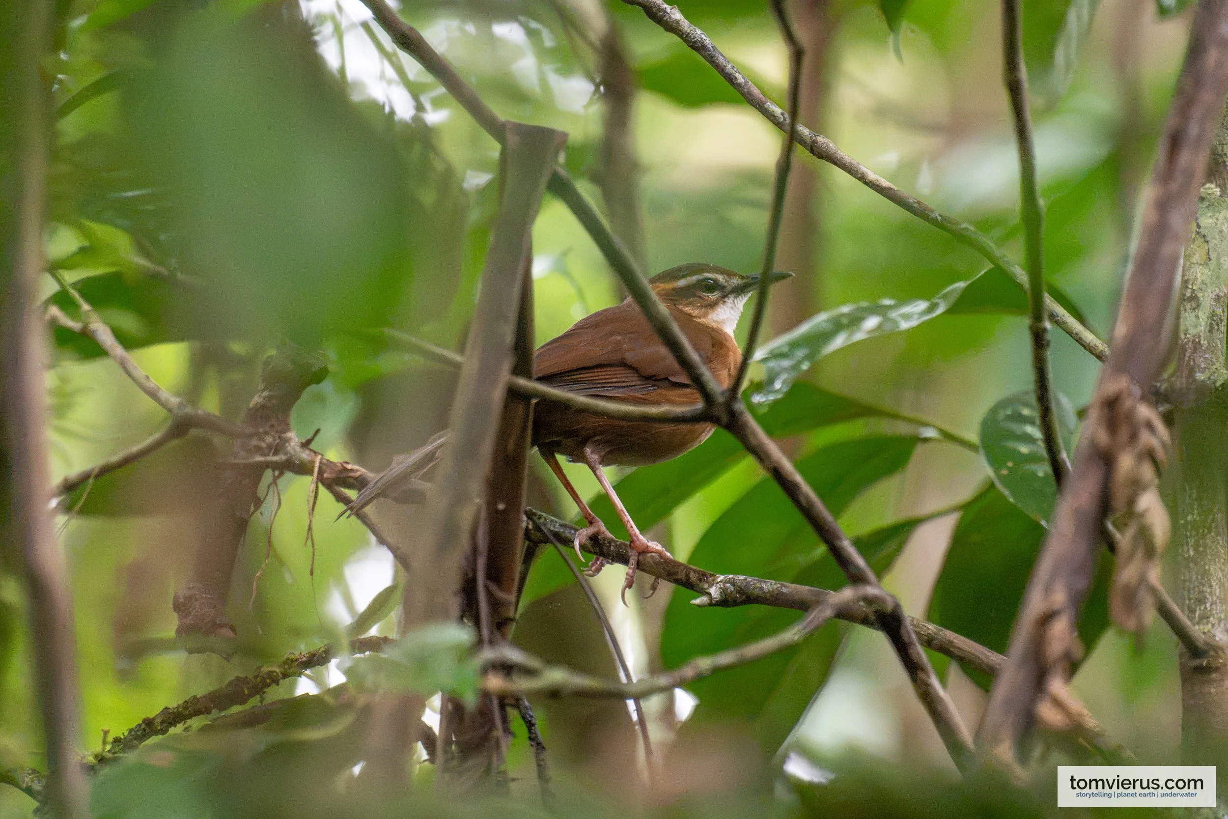 Long-legged Thicketbird in Naitasiri, Viti Levu, Fiji.