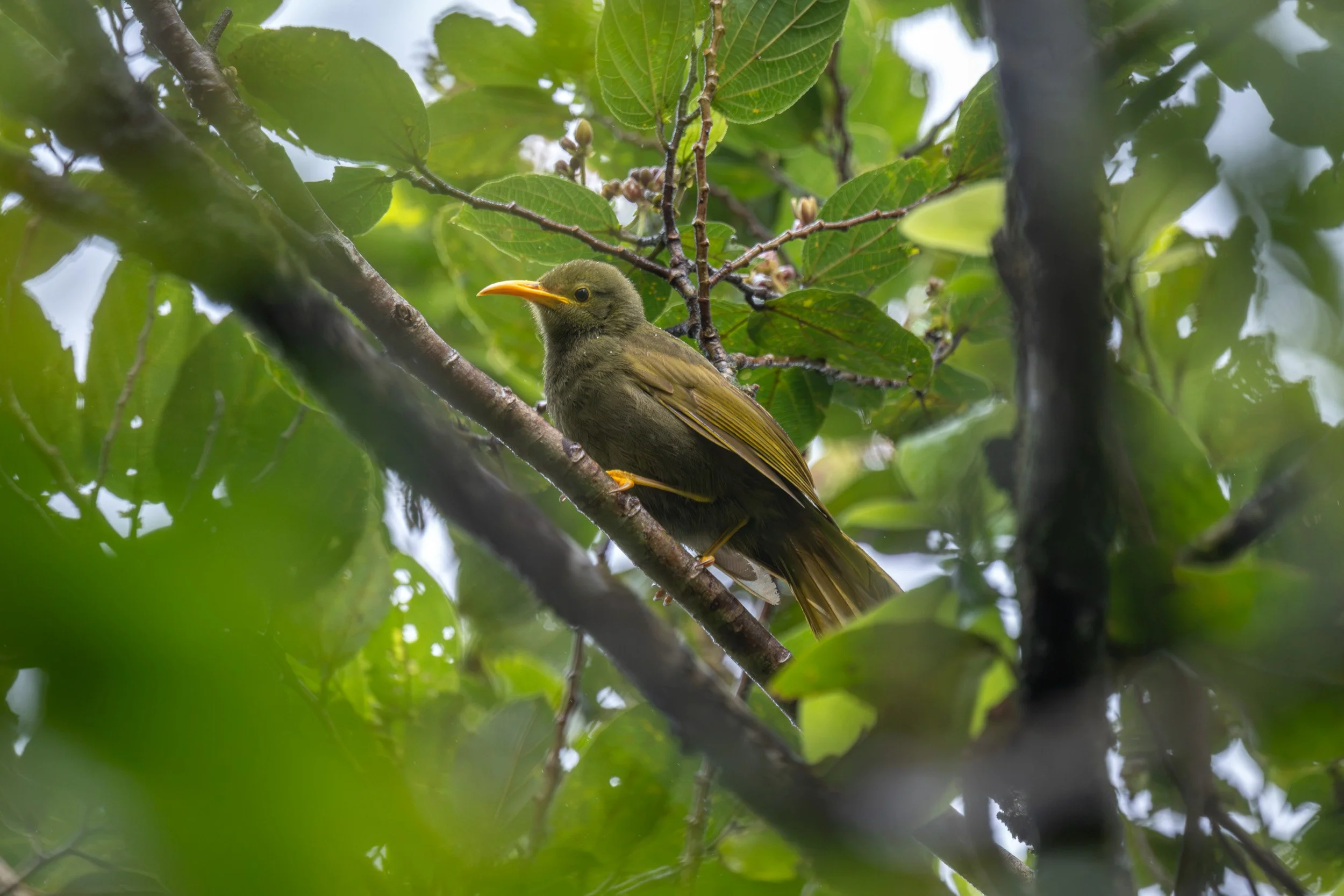 Yellow-billed giant-honeyeater on Taveuni, Fiji.