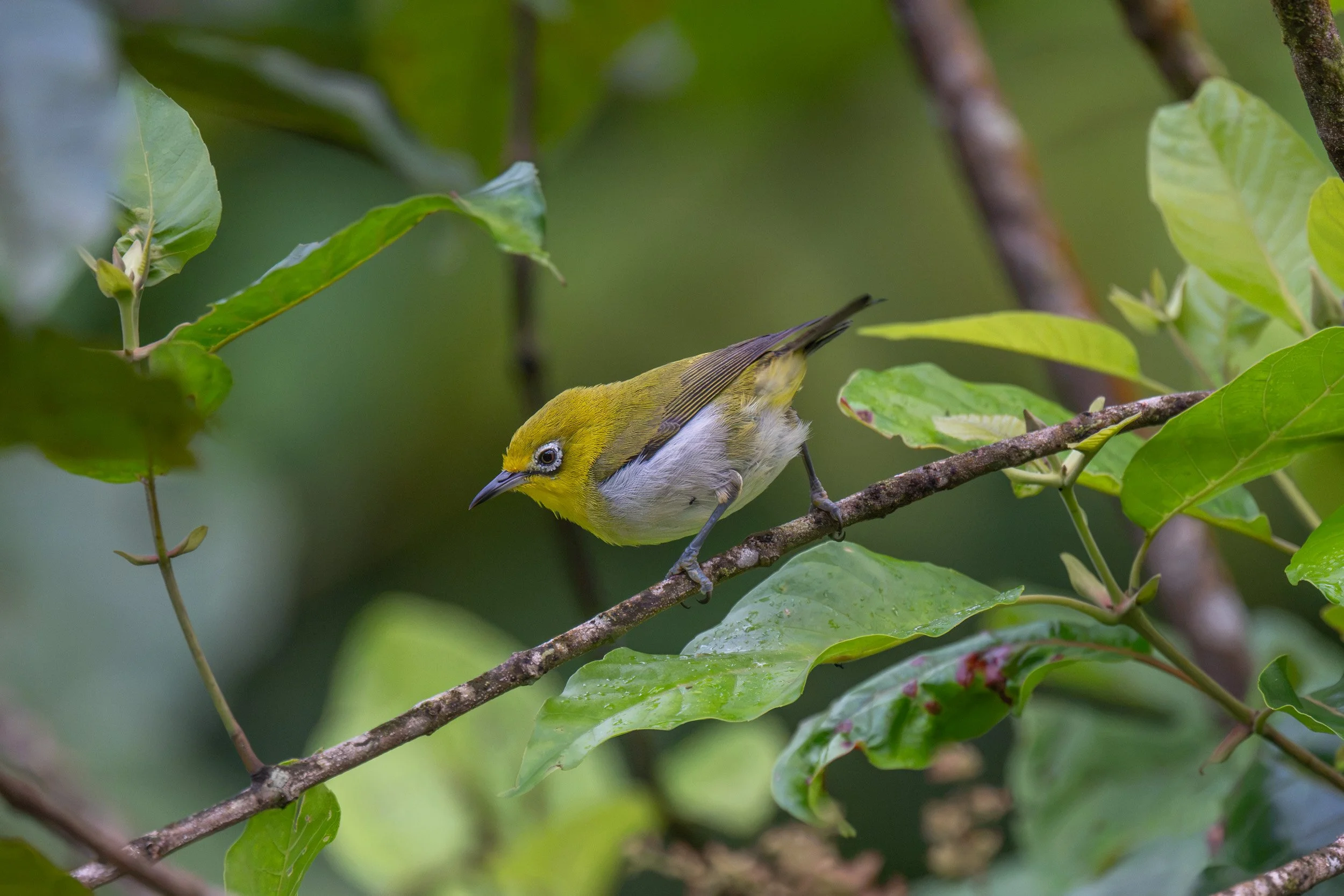 Fiji white-eye in Namosi on Viti Levu, Fiji.