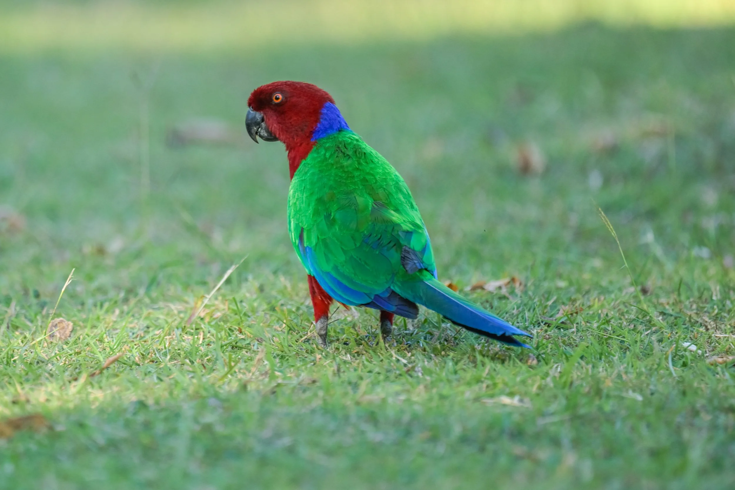 Crimson Shining-Parrot (Prosopeia splendens), an endemic parrot photographed on Kadavu, Fiji.