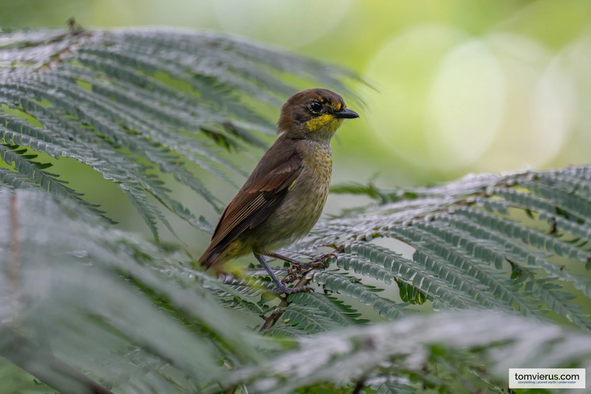 Female Yellow-throated Fiji Whistler perched on a branch along Namosi Road, Viti Levu, Fiji.