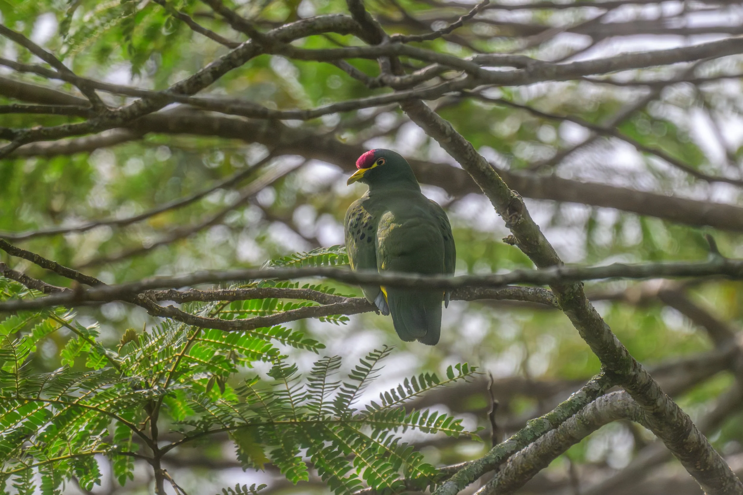 A male White-bellied Fruit-Dove (Ptilinopus insularis) perched in inland Pomio, East New Britain, Papua New Guinea. Endemic to the Bismarck Archipelago, the species occurs on New Britain and New Ireland.