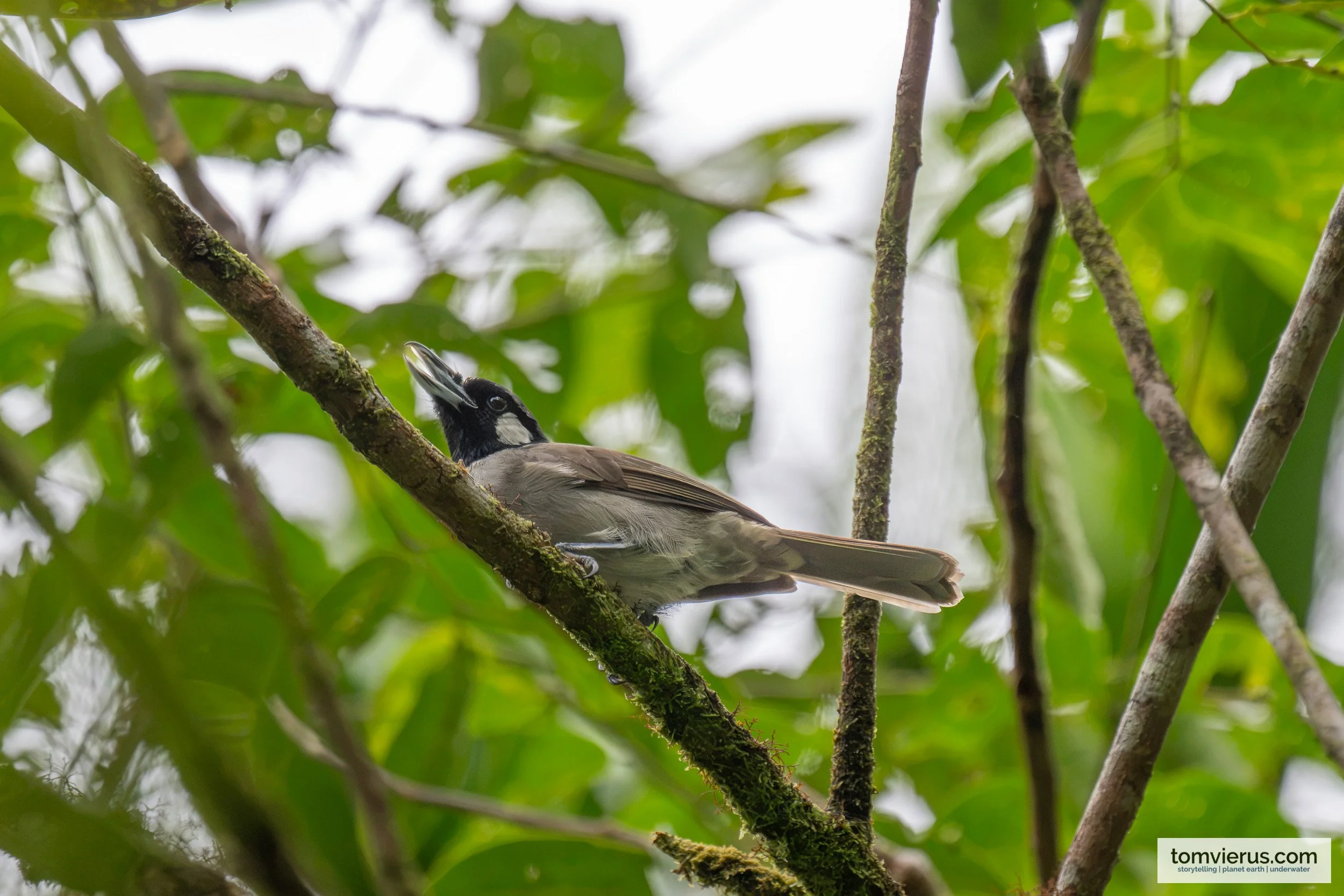 Black-throated Shrikebill beside Namosi Road, Viti Levu, Fiji.