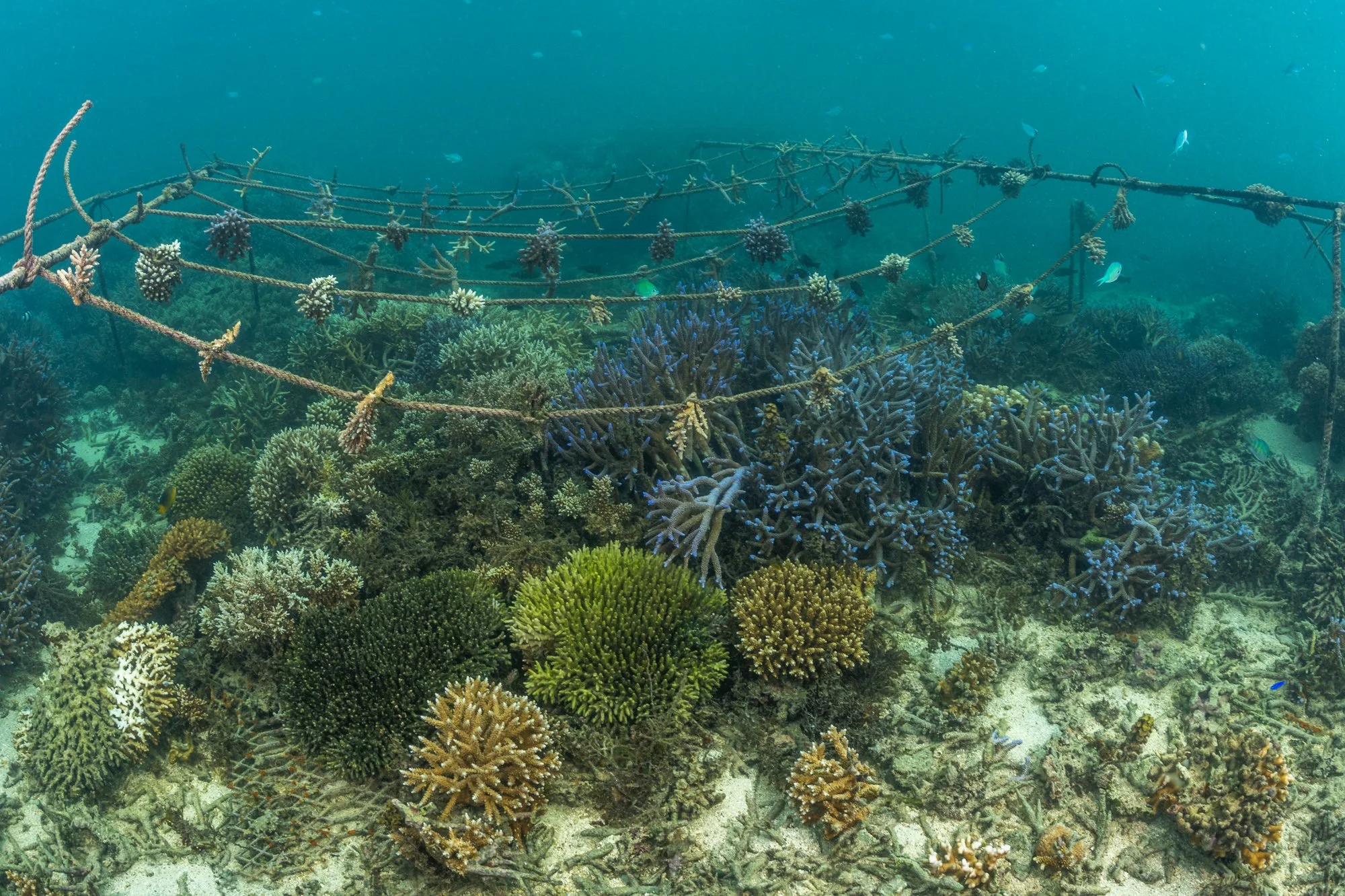 WWF- Australia_Tom Vierus_Moturiki Expedition-21.jpg