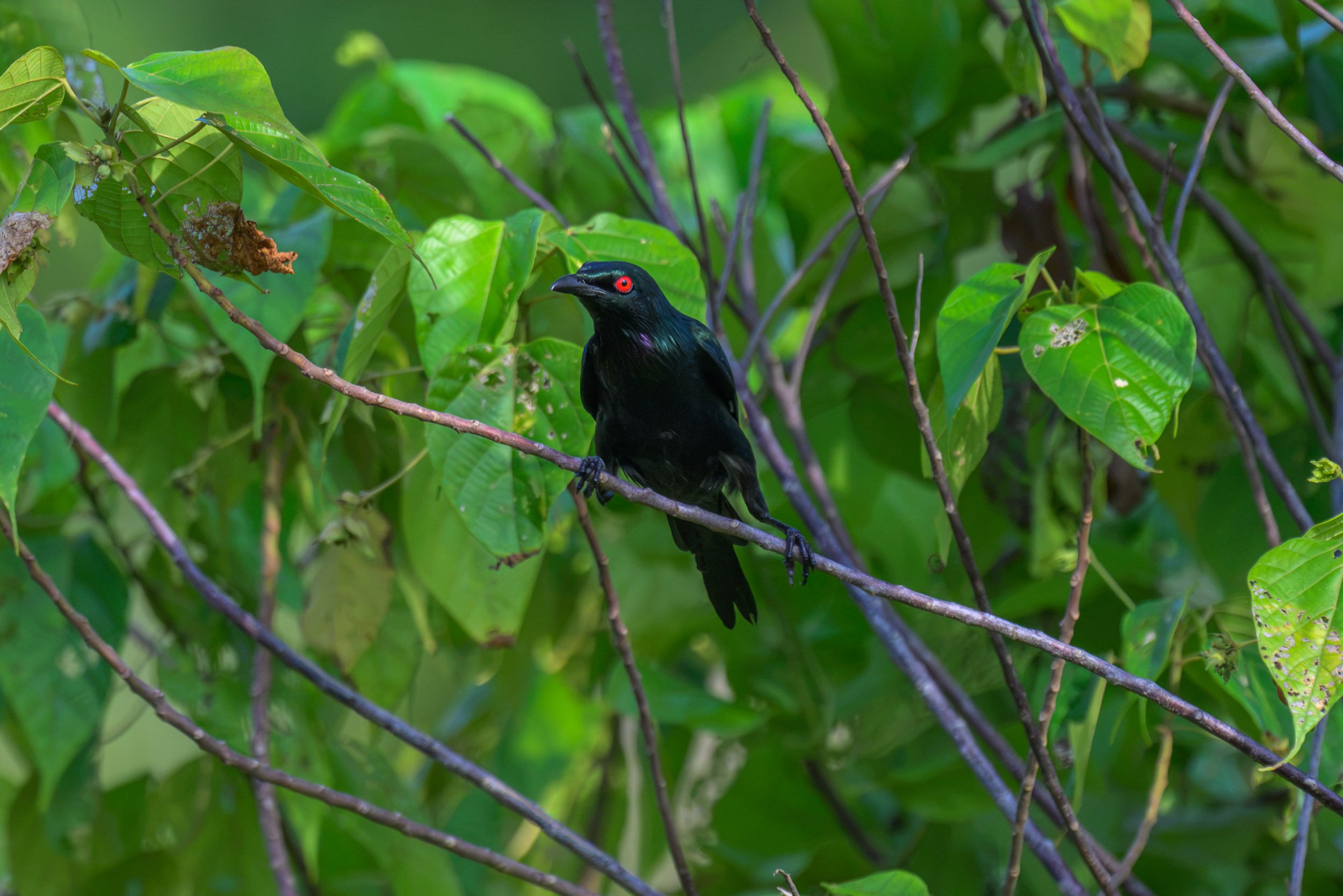 A Metallic Starling (Aplonis metallica nitida) perched on Mussau Island, New Ireland Province, Papua New Guinea.
