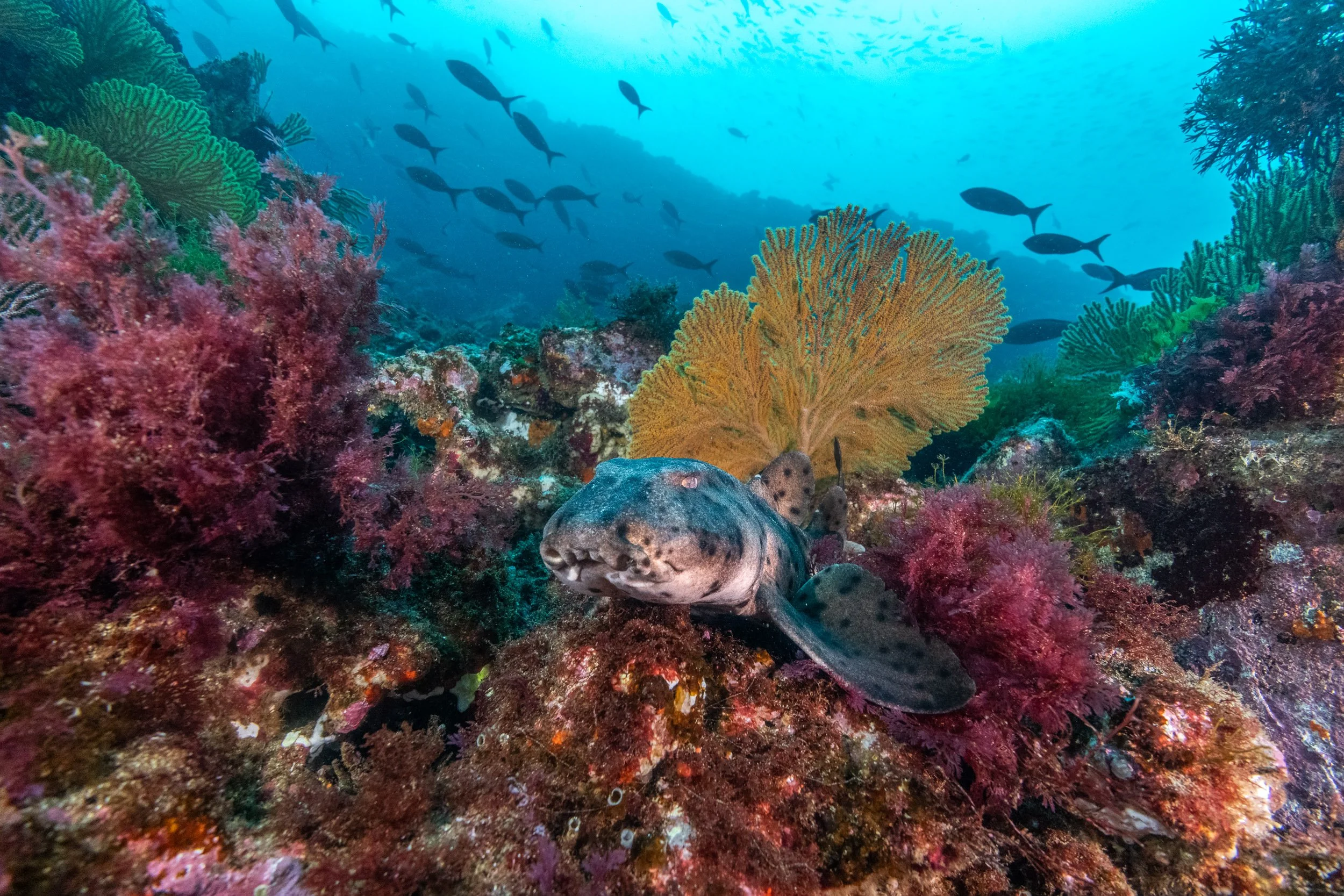 Portrait of a Galápagos Bullhead Shark (Heterodontus quoyi) in the cold waters off northwestern Isabela Island, Galápagos.