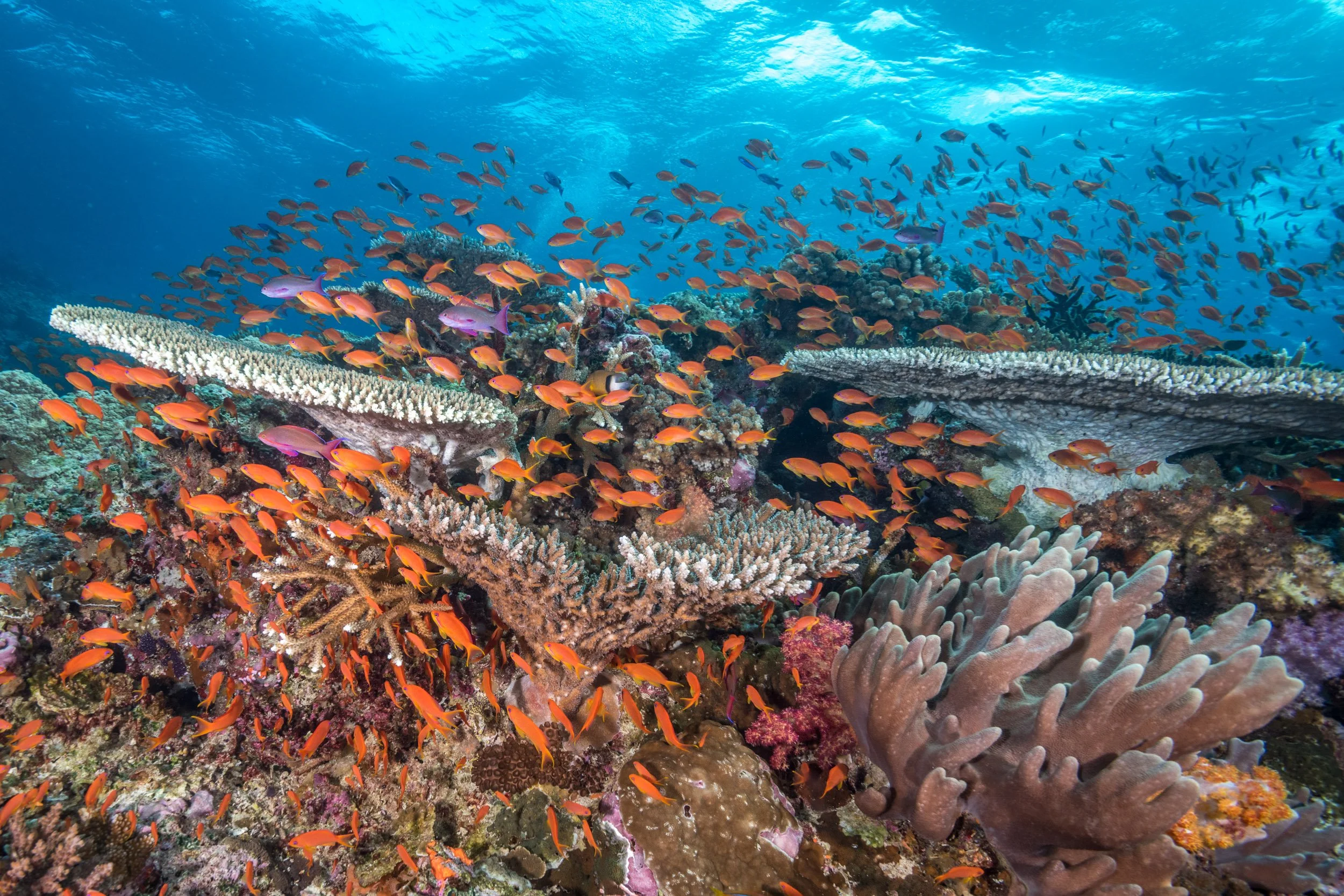 anthias-table-corals-namena-marine-reserve-fiji-18.jpg