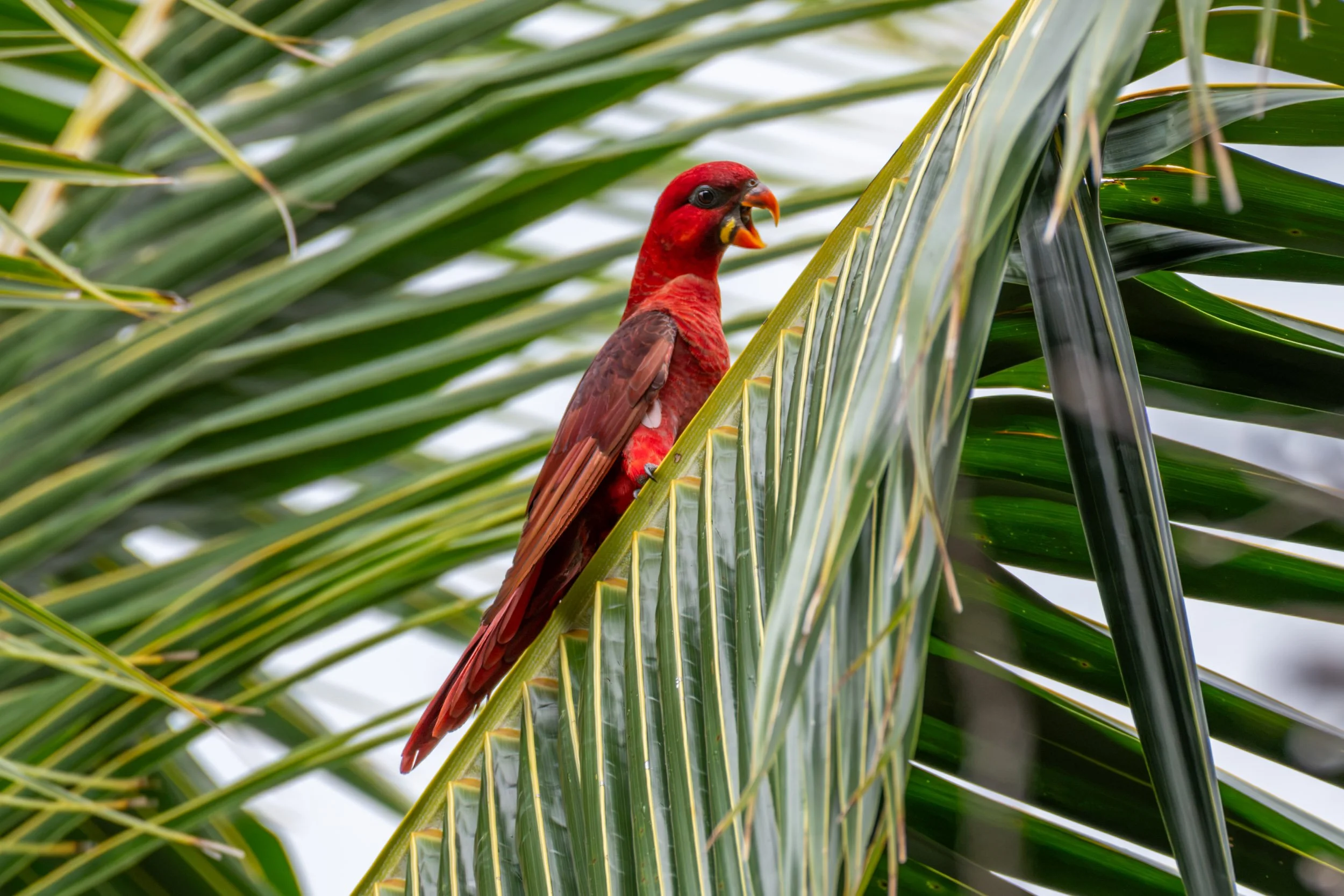 Cardinal Lory (Pseudeos cardinalis) photographed in the forest canopy near Minado Eco Lodge, Turupu Island, South Marovo Lagoon, Western Province, Solomon Islands.