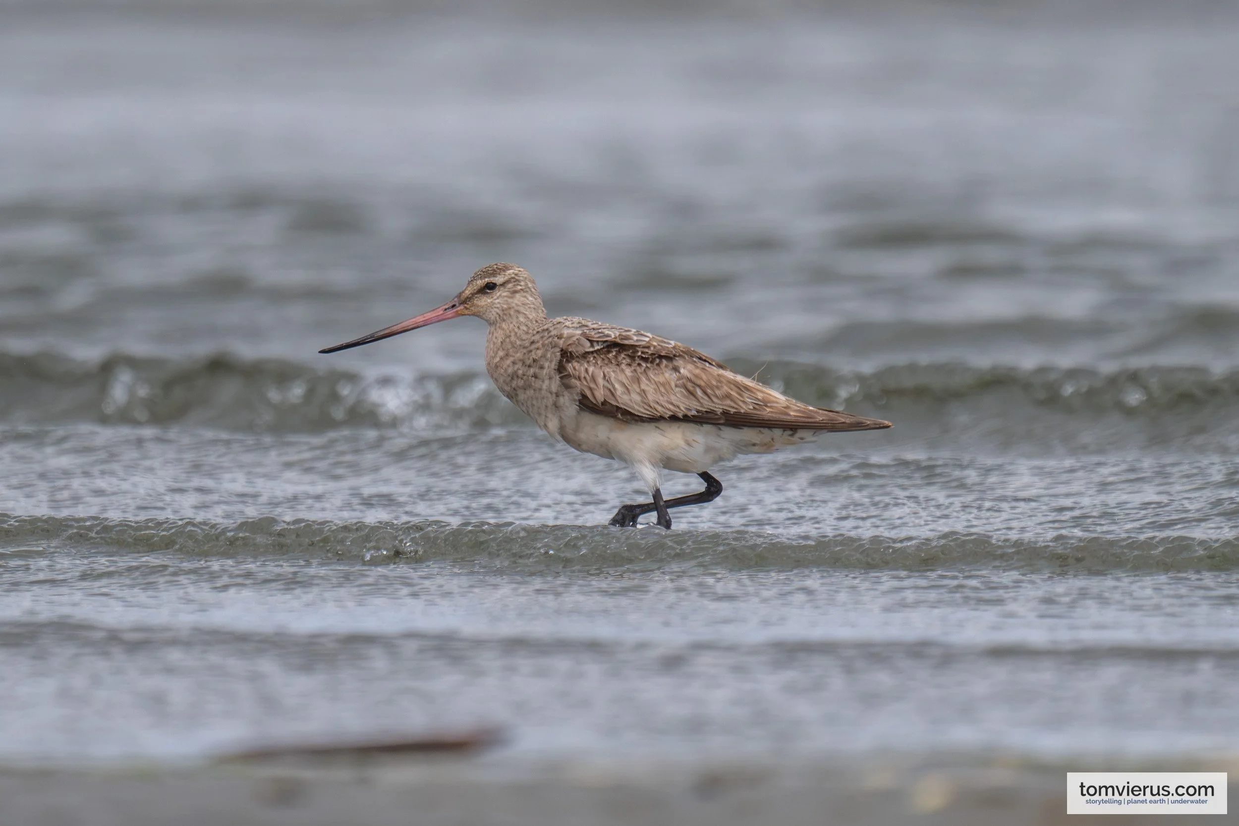 Bar-tailed Godwit at Suva foreshore, Viti Levu, Fiji.
