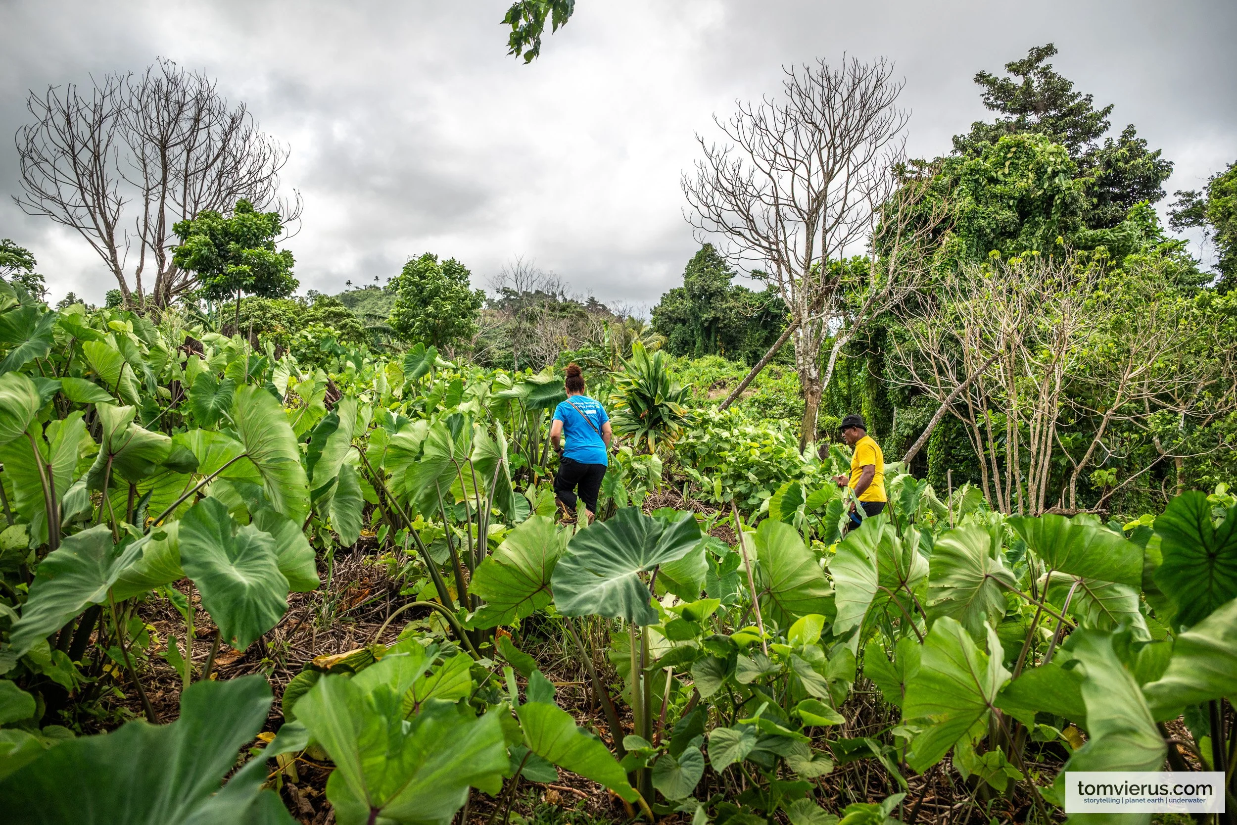 tom-vierus-fiji-sprep-pebacc-plus-8.jpg