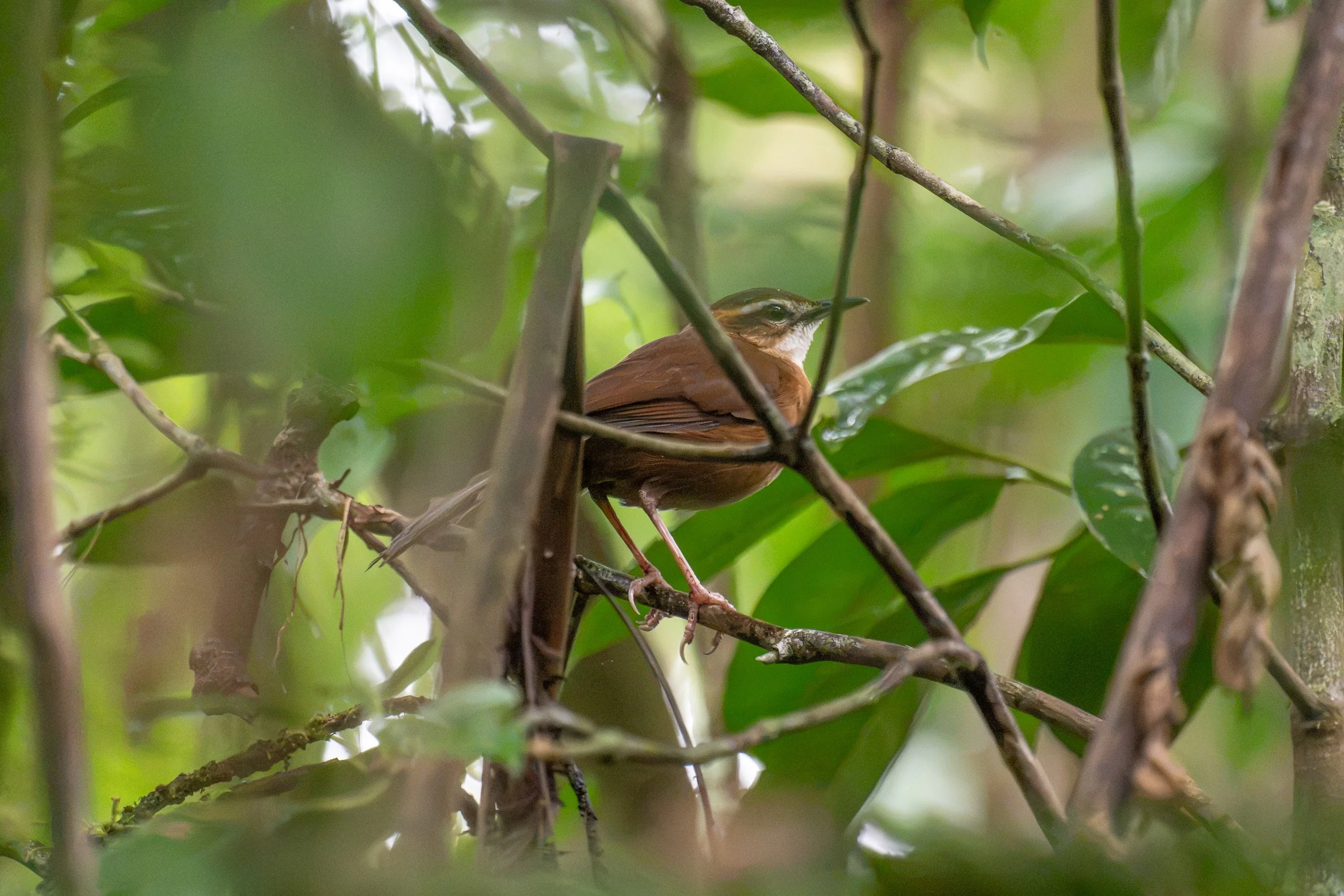 Long-legged thicketbird in Naitasiri on Viti Levu, Fiji.